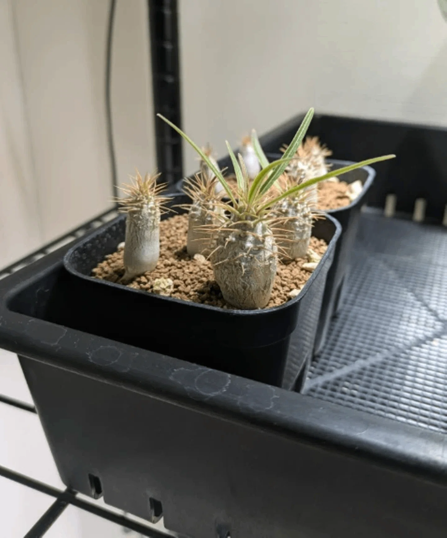 その他 VCD Pachypodium Gracilius AUTUMN LEAVES Pachypodium gracilius Seedling Record #3｜株式会社 LINKI'N FELLOWS