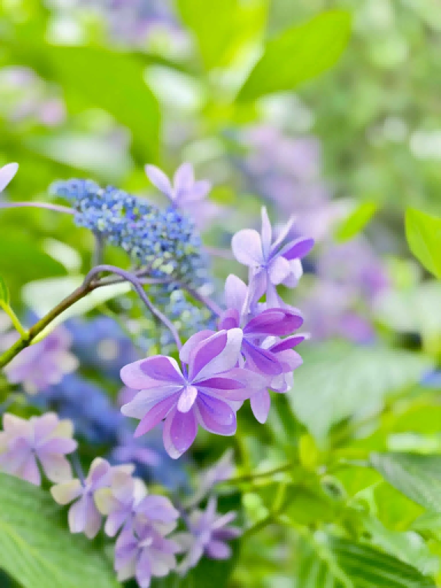 雨だから出会えた景色。紫陽花とメロンを楽しんだ、茨城の初夏旅｜Bun