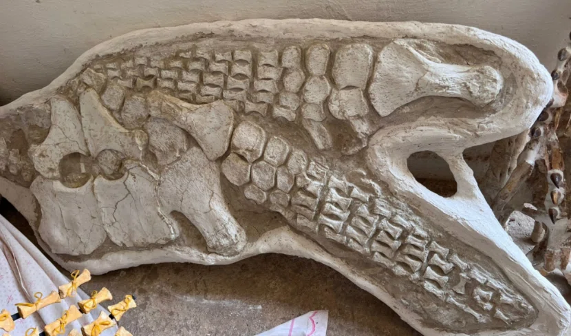50.ヒレの化石 プレシオサウルス類 パドル化石は美しい｜【恐竜の化石