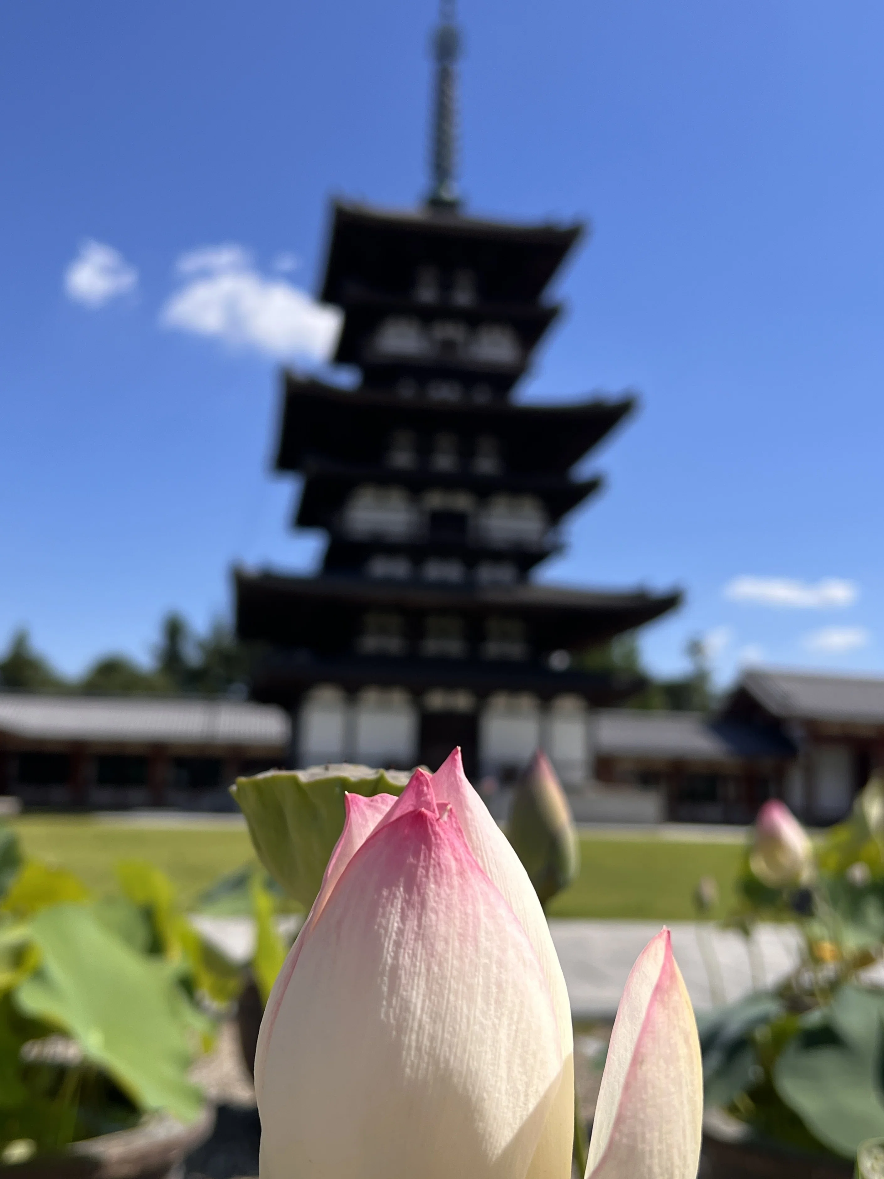 蓮華の光景｜千のこと