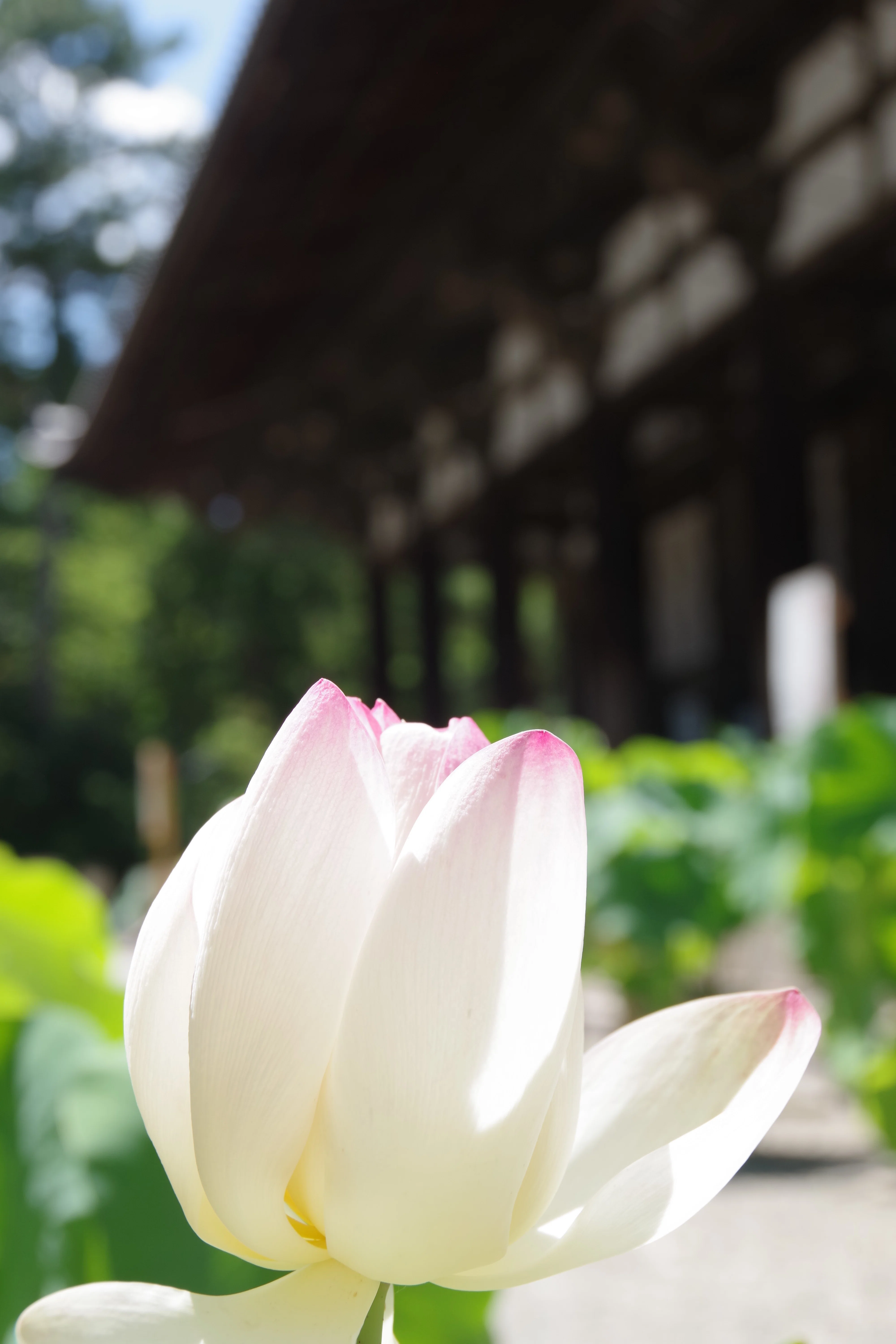 蓮華の光景｜千のこと