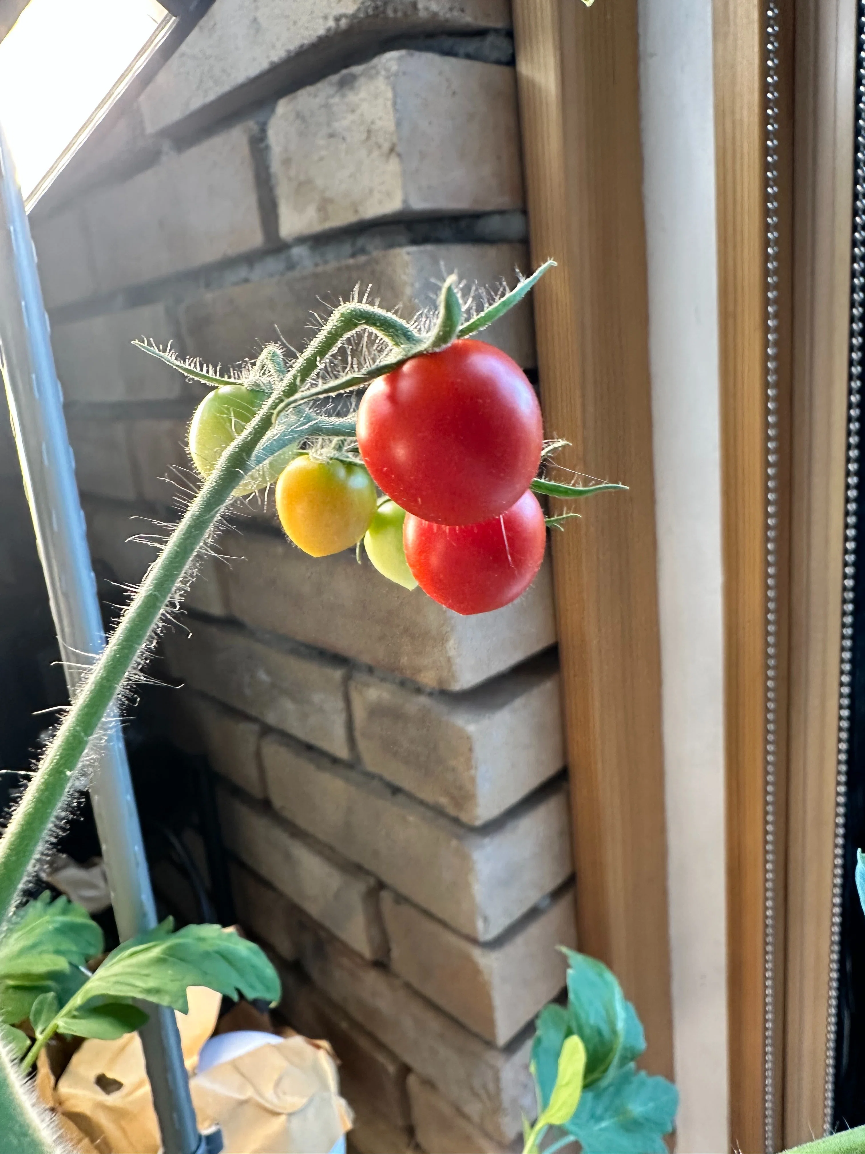トマト様　確認画面 AIが52日水をやったトマトを食べたら酸っぱかった｜ツバメ
