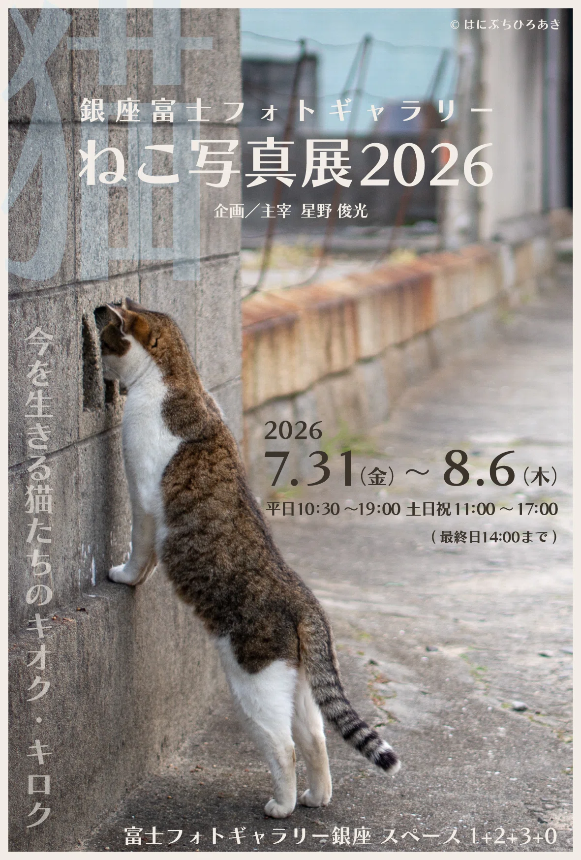 銀座富士フォトギャラリー「ねこ写真展2026」に出展します｜猫写真家