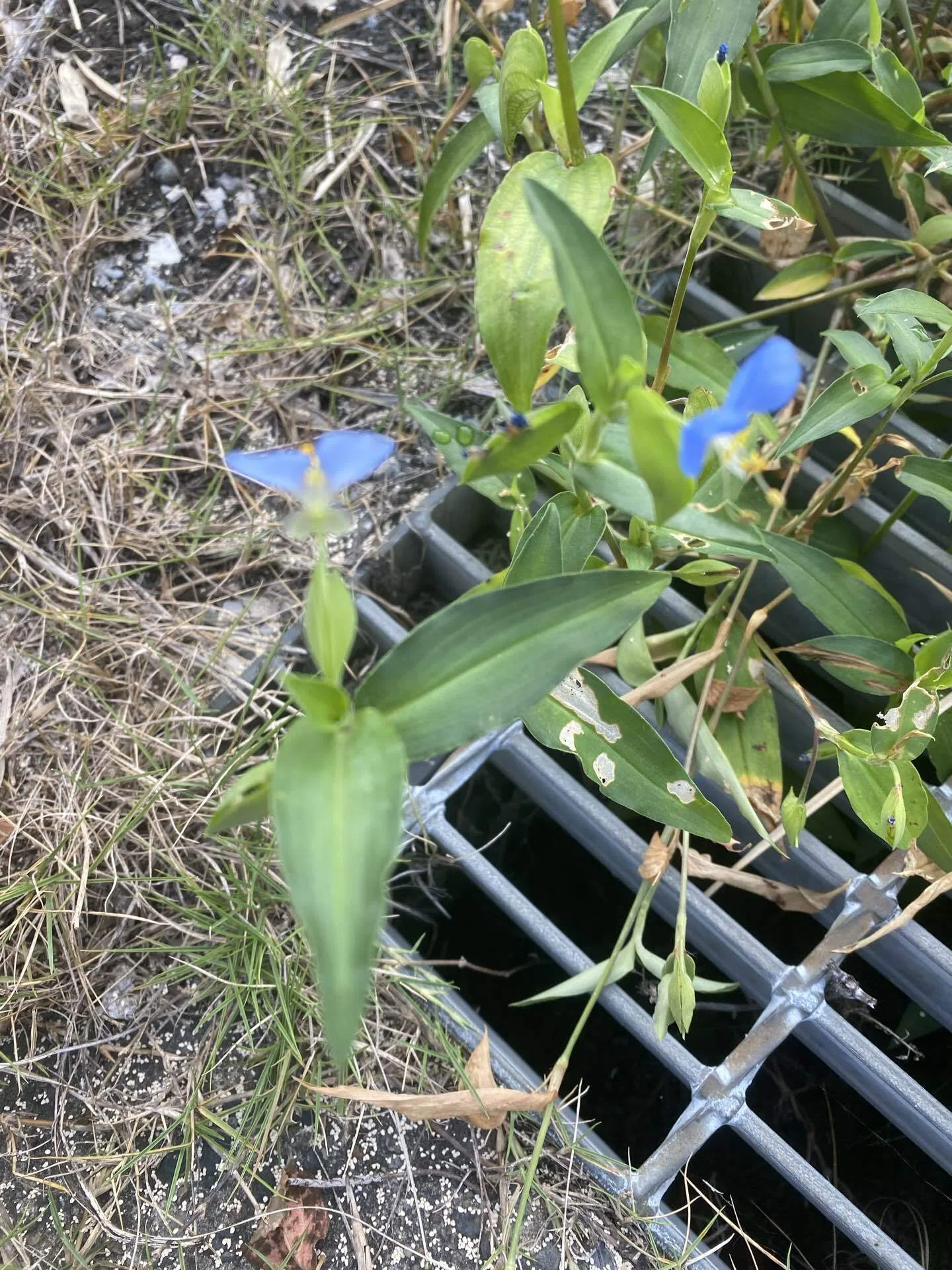 露草｜花＊花8787