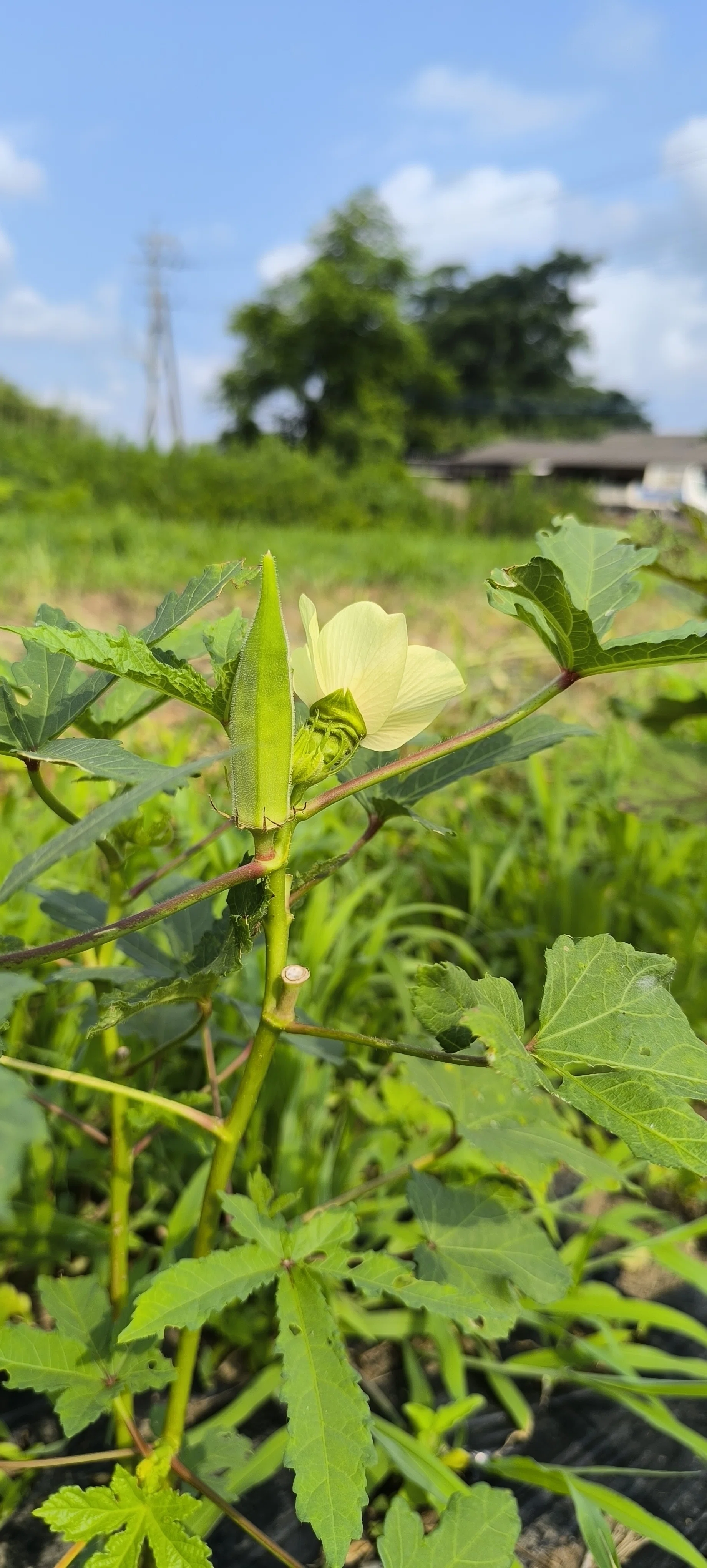 自然栽培の畑から｜ぶしゃぁー！っと水やり。雨の降らない畑で考える