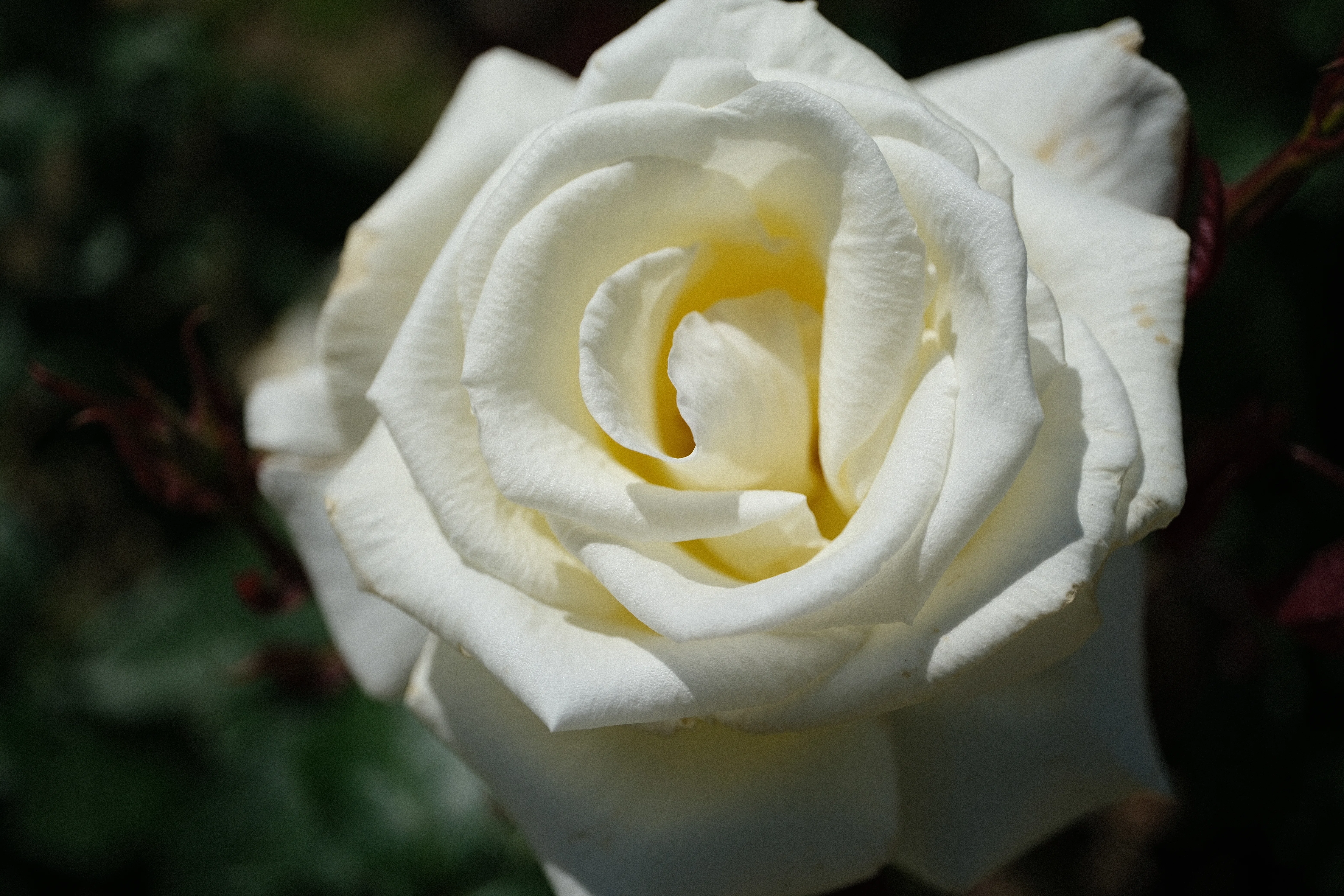 📷X-T30III × 🌹Nakanoshima Rose Garden | 🇺🇸Honor｜ぱぽにゃん🌹🌳