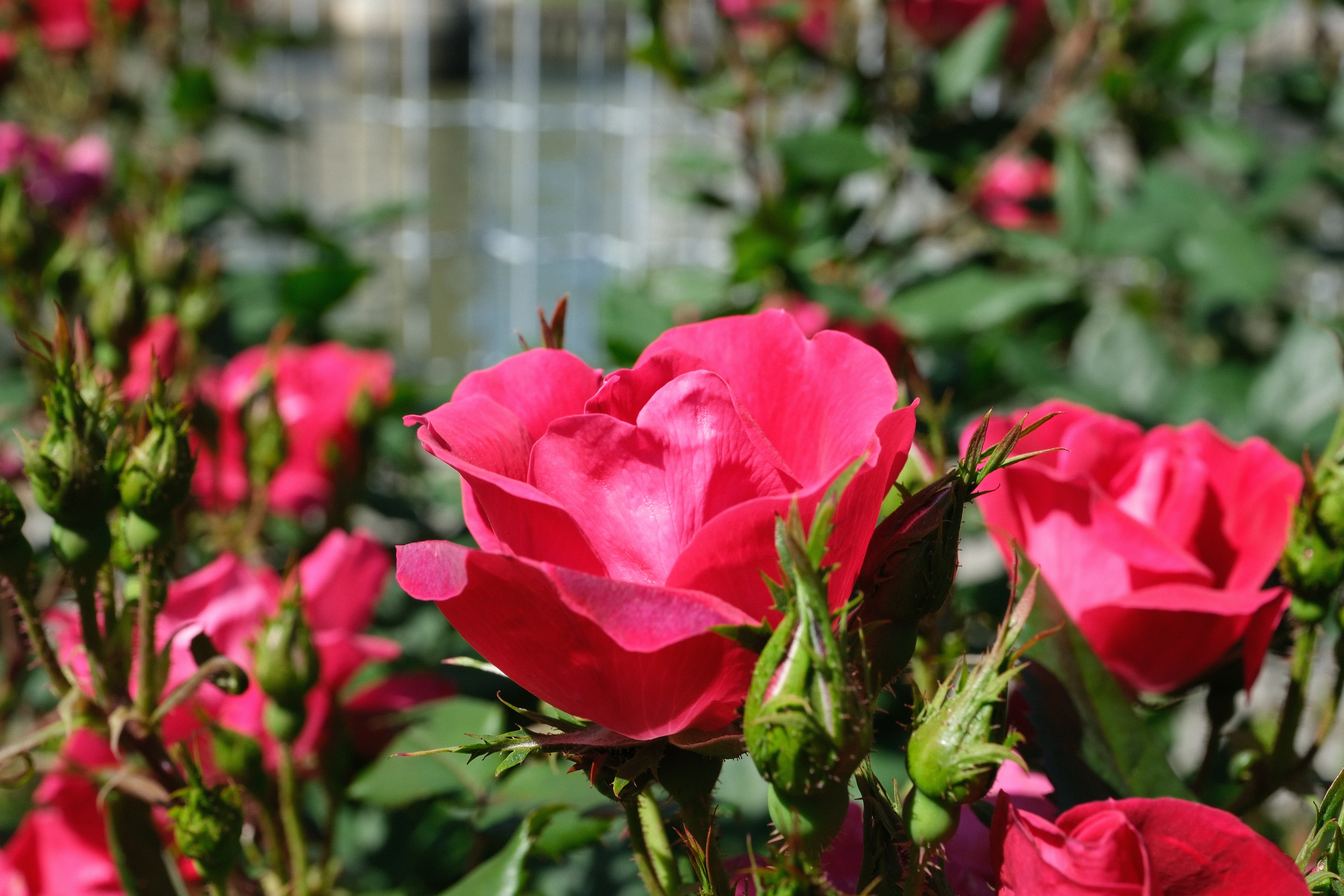 📷X-T30III × 🌹中之島バラ園 ｜ 🇺🇸ノック・アウト（Knock Out