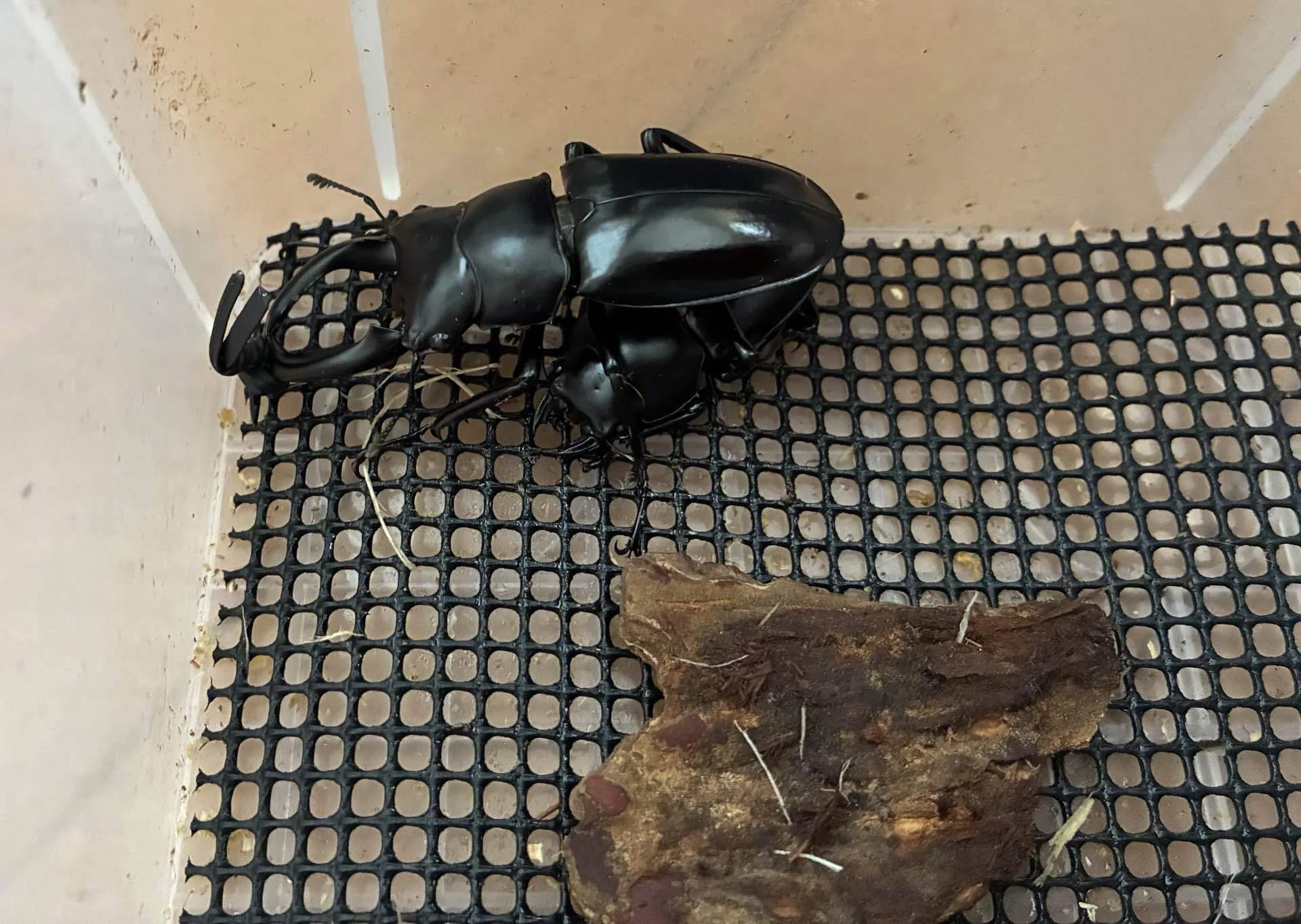 解説】WDウエストウッディ カズミアエの産卵方法｜Stag Beetle
