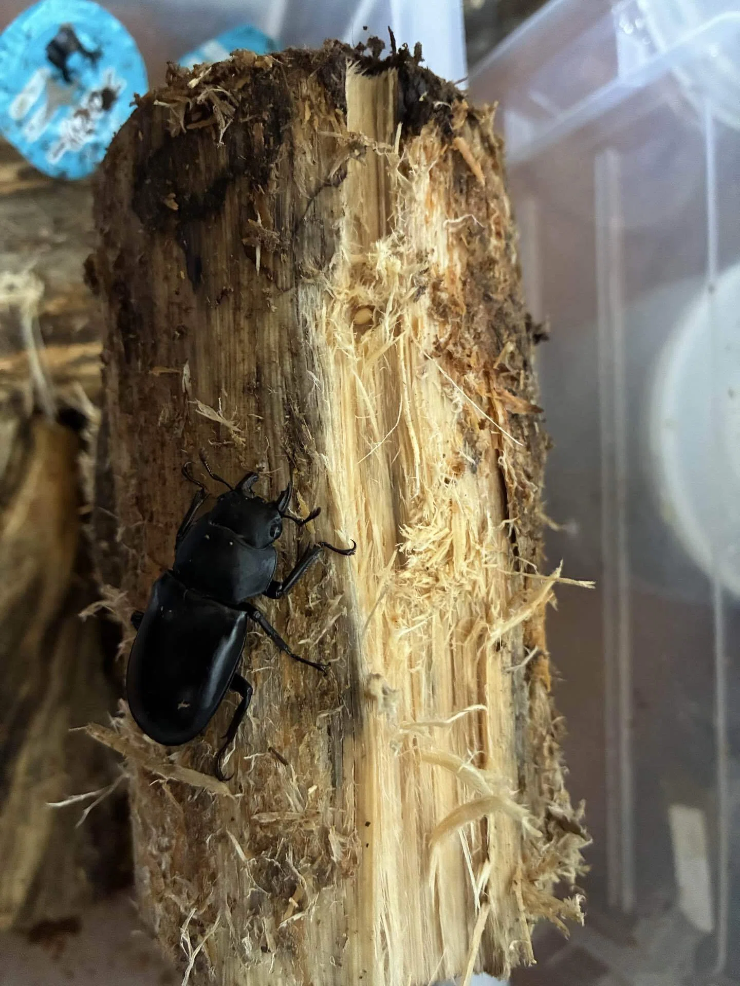 解説】WDウエストウッディ カズミアエの産卵方法｜Stag Beetle