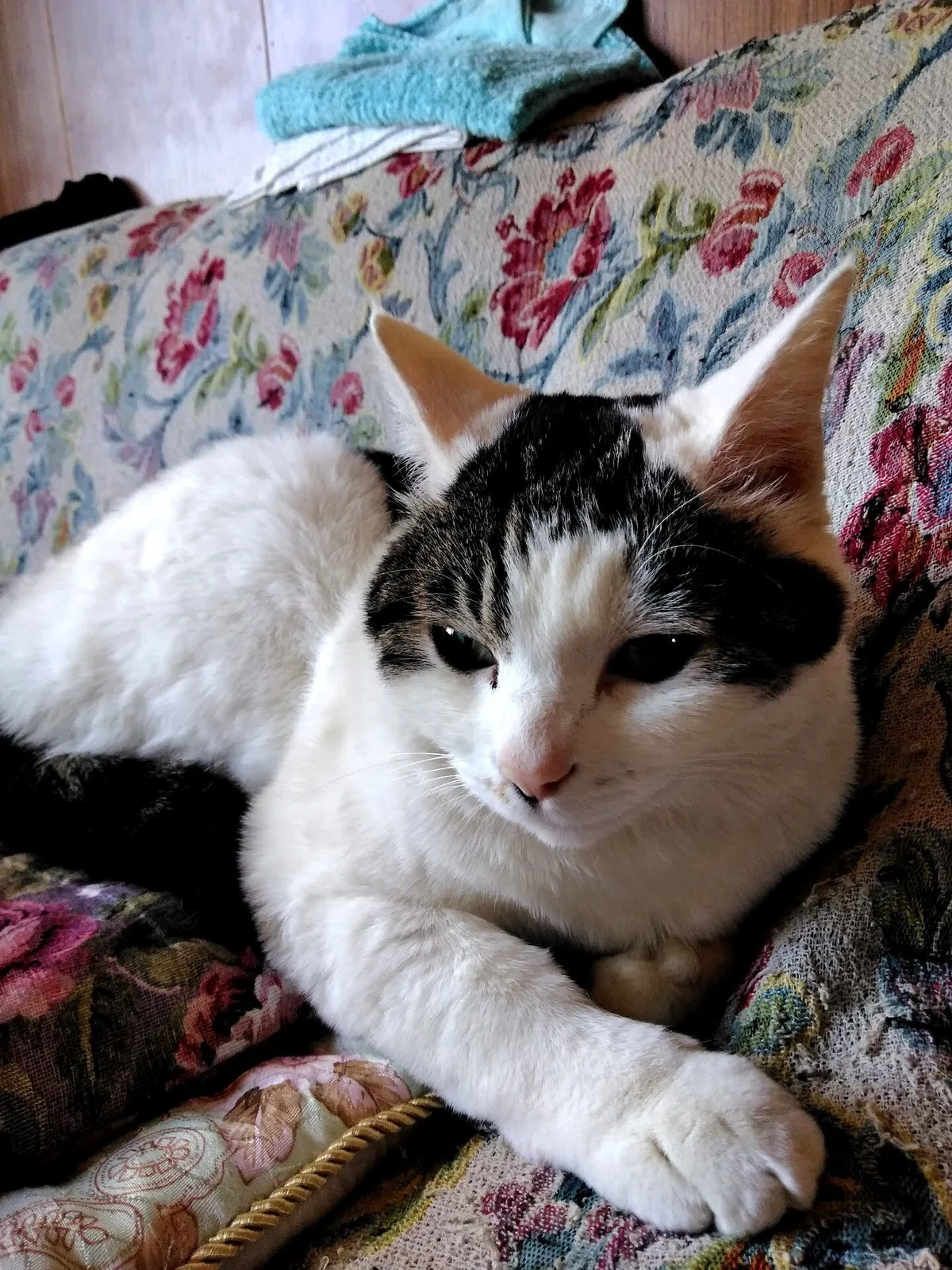 祖父母宅の猫