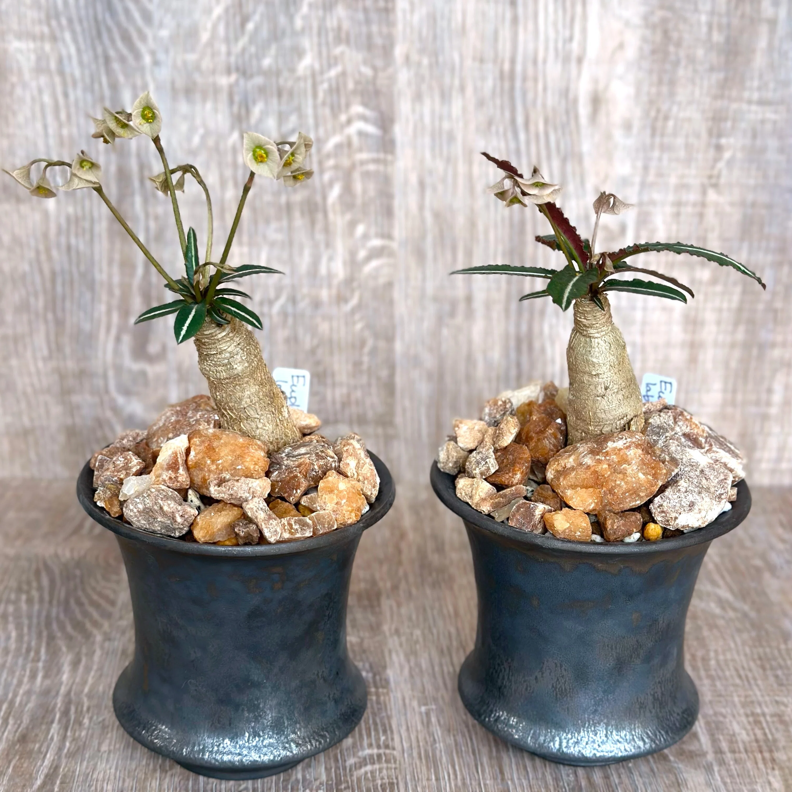 地味だけど、葉と花が可愛い塊根性ユーフォルビア。 Euphorbia labatii