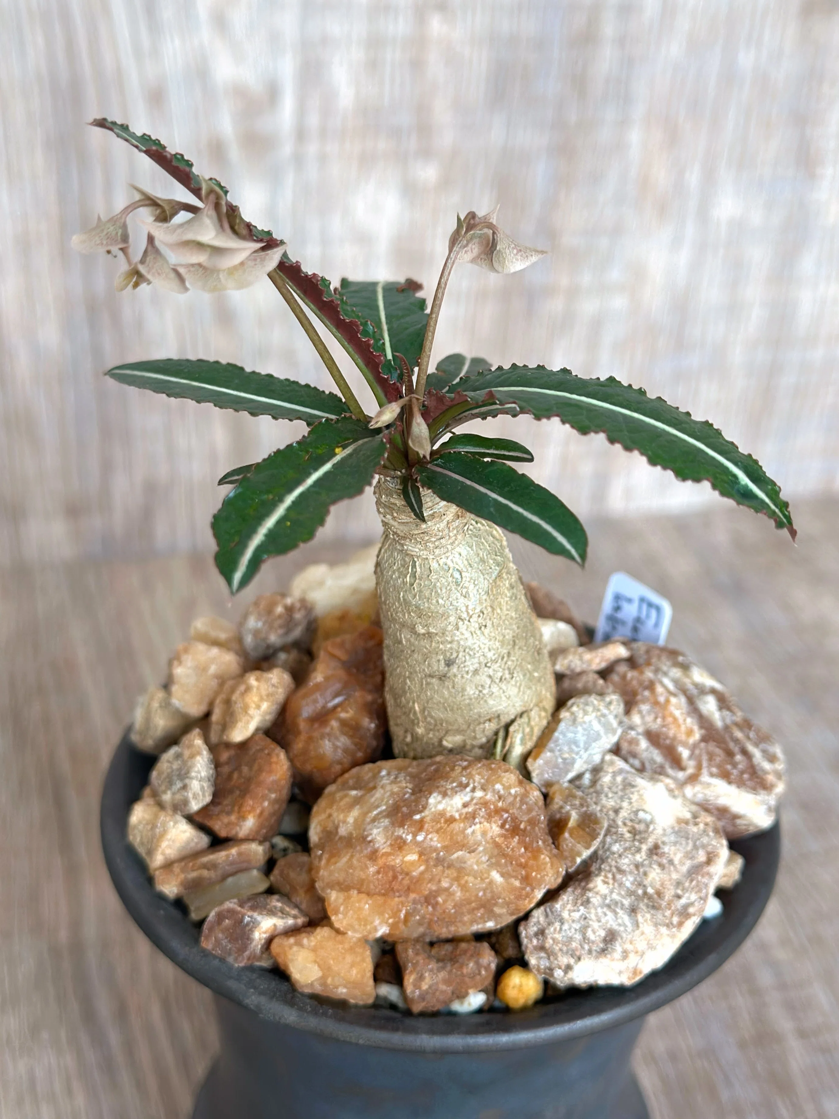 地味だけど、葉と花が可愛い塊根性ユーフォルビア。 Euphorbia labatii