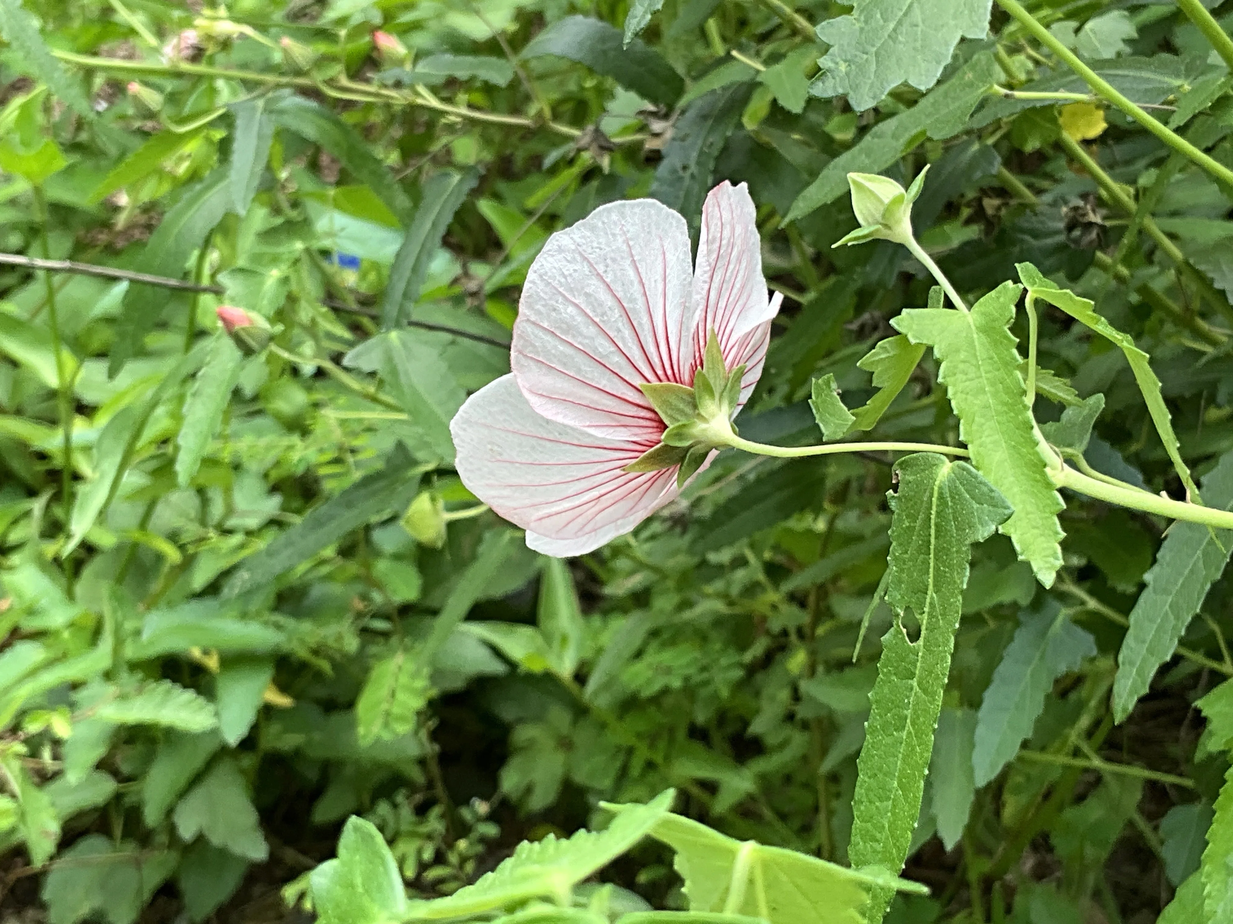 ヤノネボンテンカ（矢の根梵天花）（京都府立植物園）：2026年7月28日