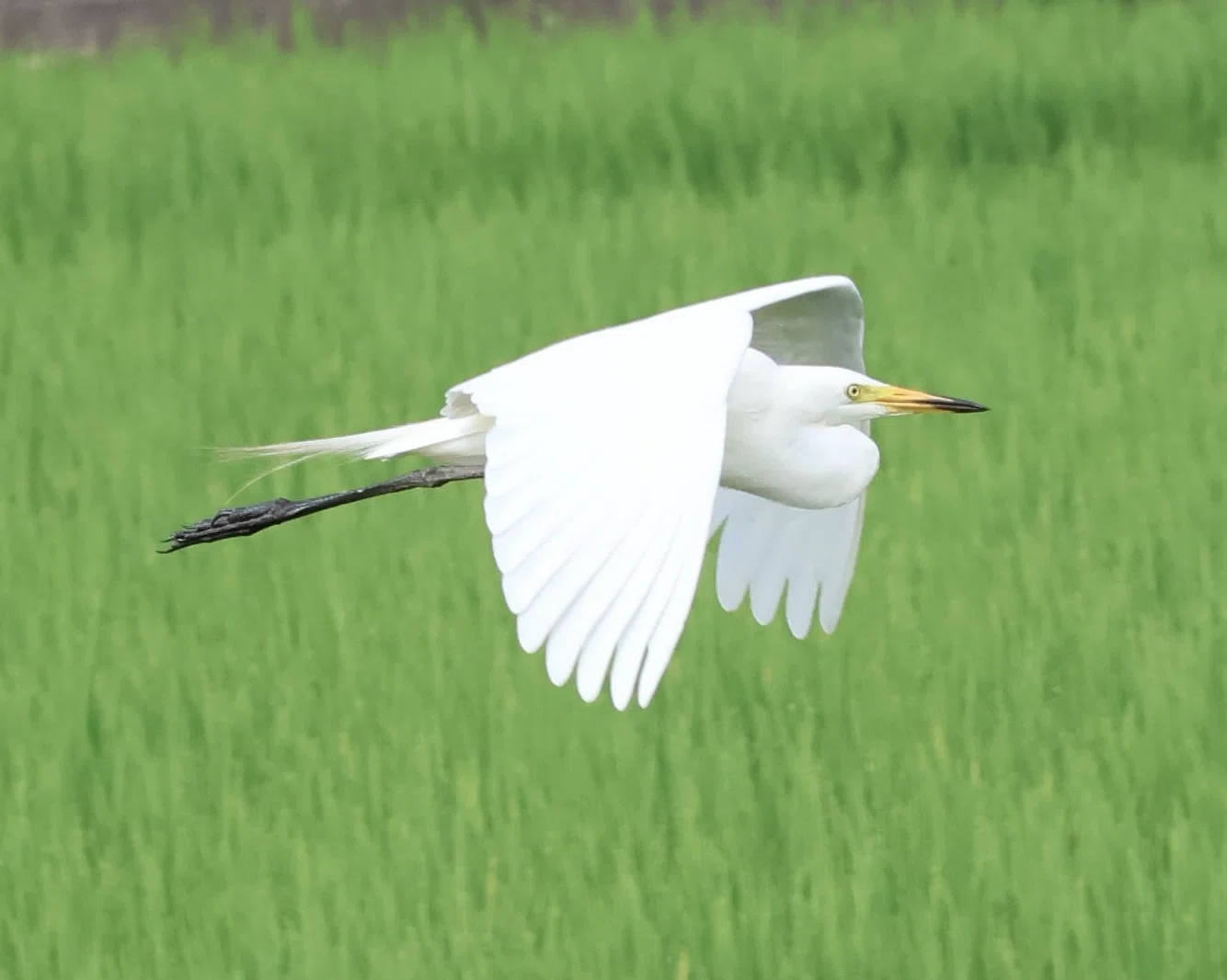 白鷺（シラサギ）を本気で撮ってみた【動物写真の話234】｜シーサー