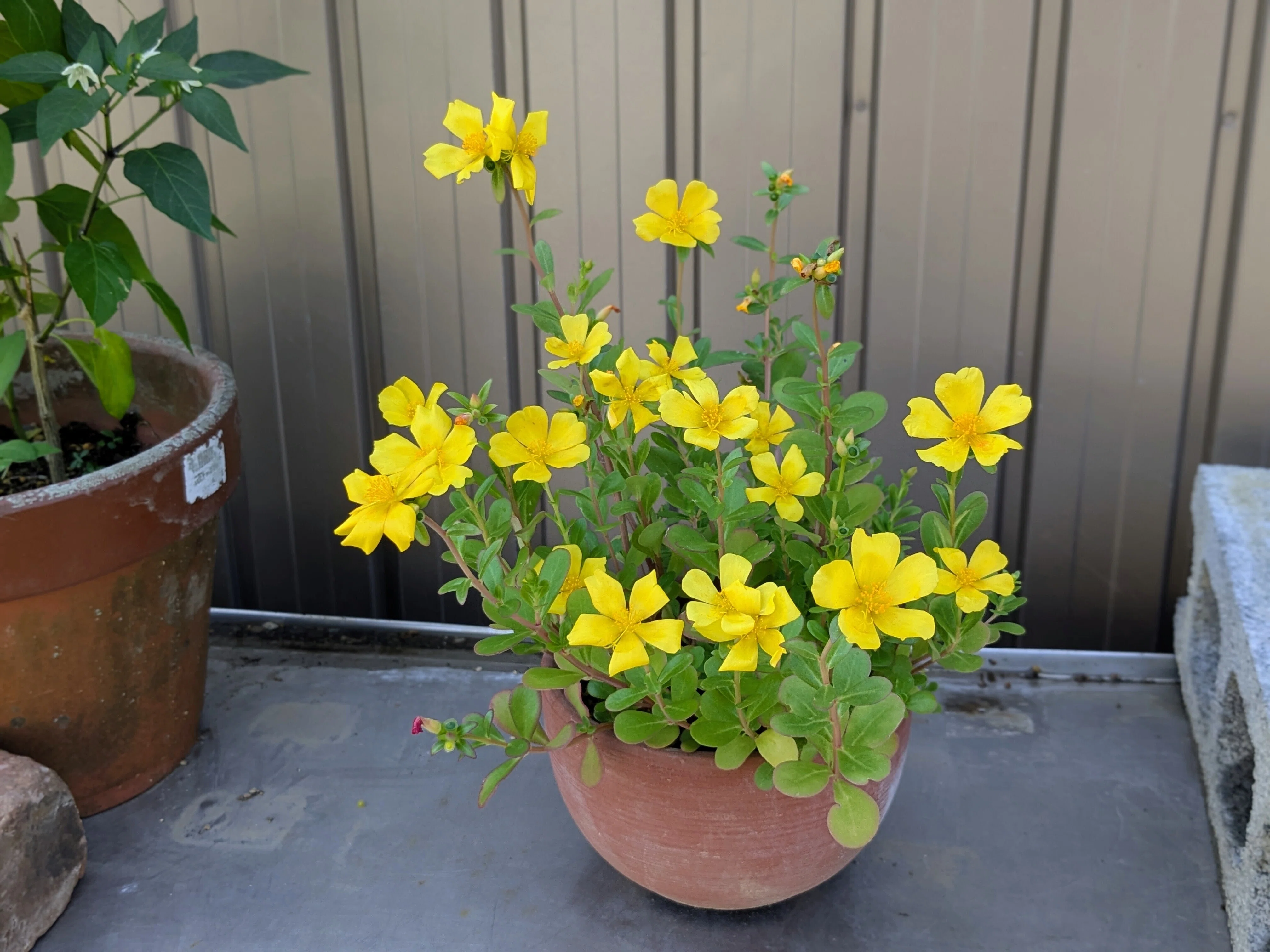 花写真】散歩道からのギフト Vol.14｜蕾の花