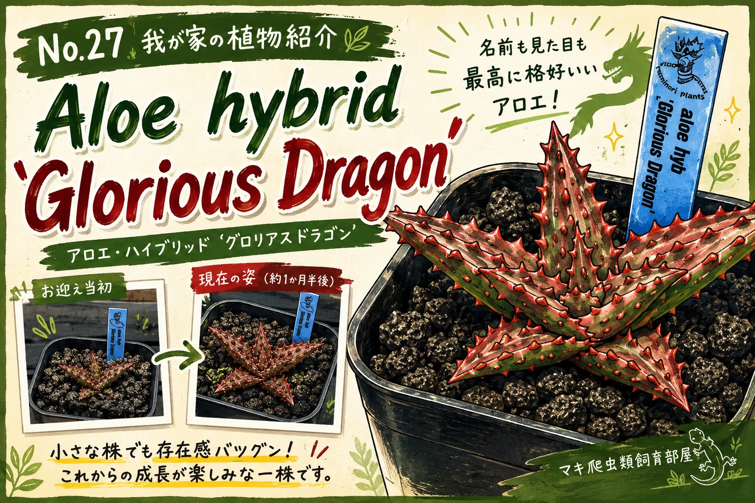 No.27 我が家の植物紹介「Aloe hybrid 'Glorious Dragon'」｜マキ