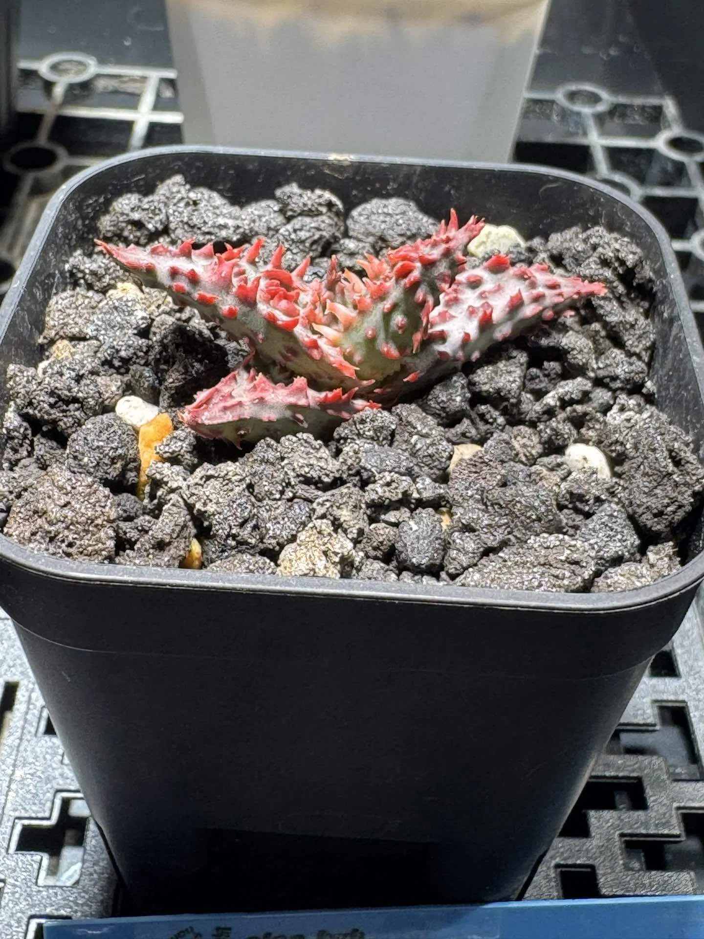 No.27 我が家の植物紹介「Aloe hybrid 'Glorious Dragon'」｜マキ
