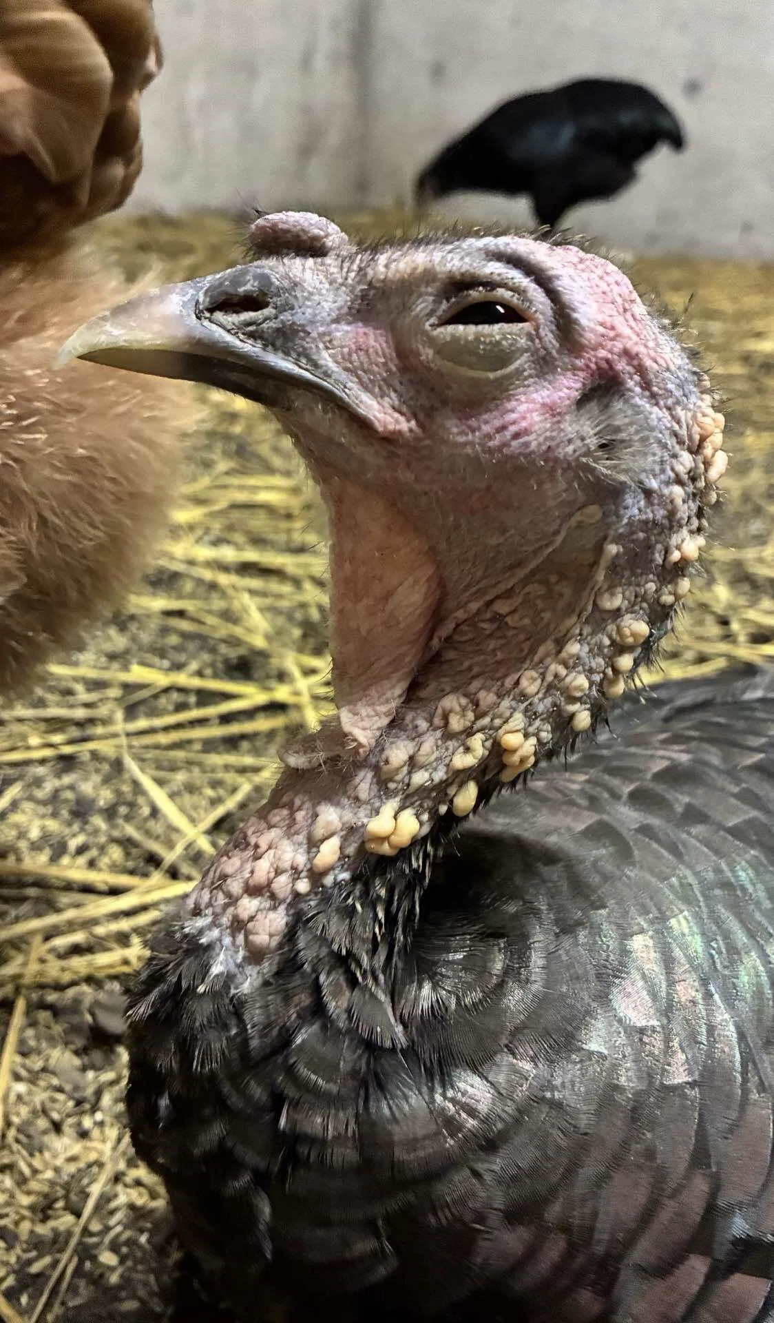 七面鳥＆鶏の瞼の話｜さきどん⭐︎七面鳥＆鶏飼育
