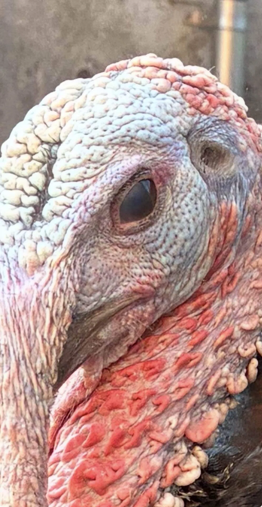 七面鳥＆鶏の瞼の話｜さきどん⭐︎七面鳥＆鶏飼育