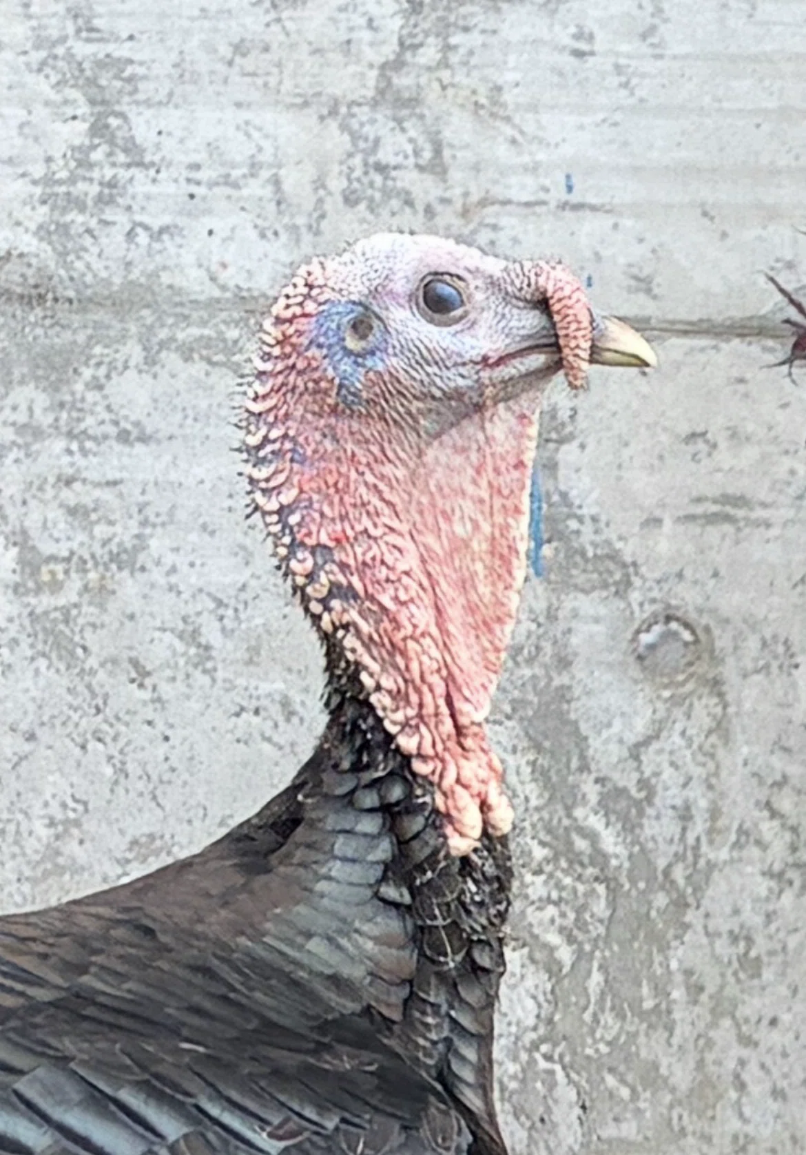 七面鳥＆鶏の瞼の話｜さきどん⭐︎七面鳥＆鶏飼育