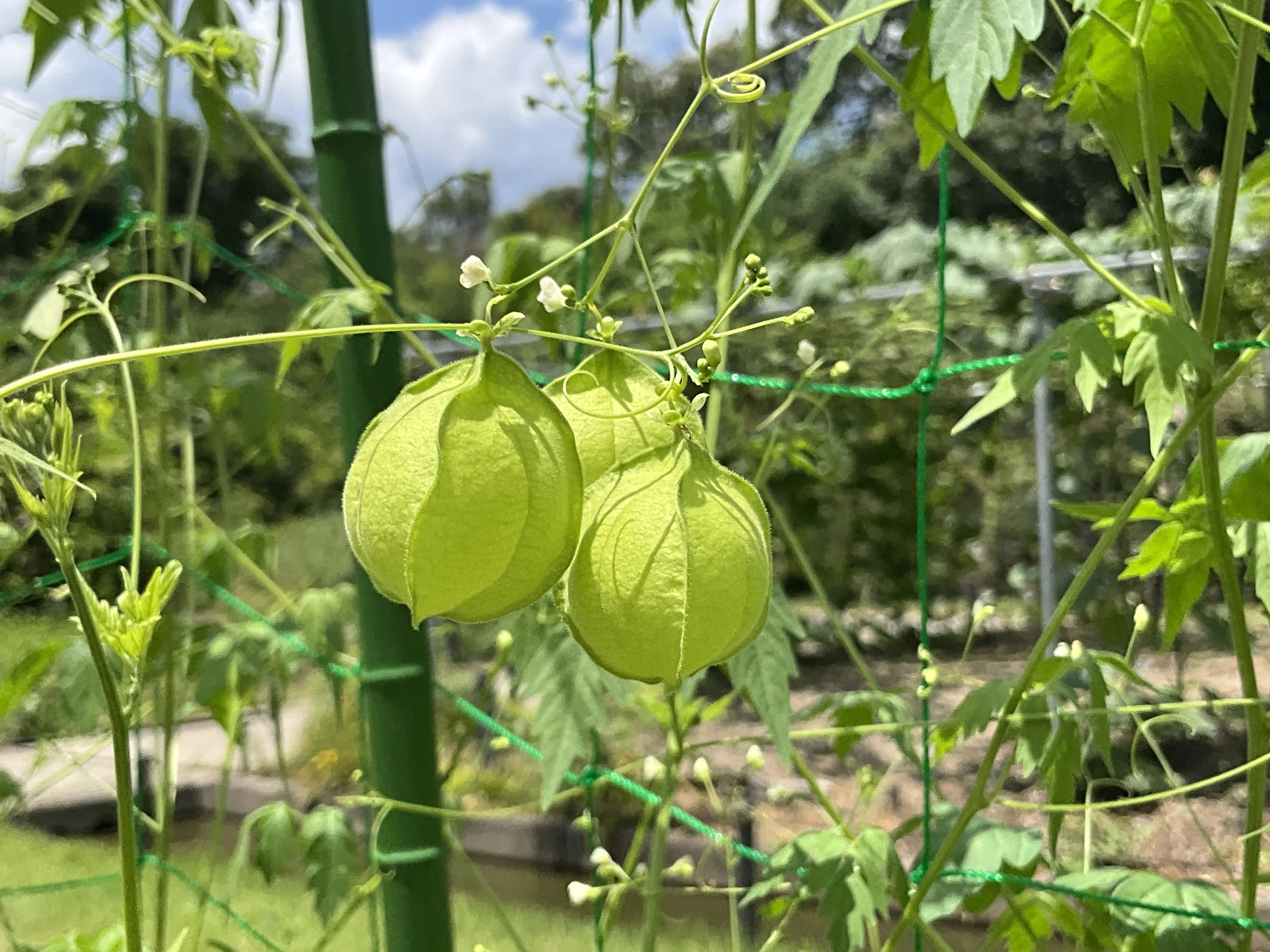 フウセンカズラ（京都府立植物園）：2026年8月8日（土）｜藤井秀昭