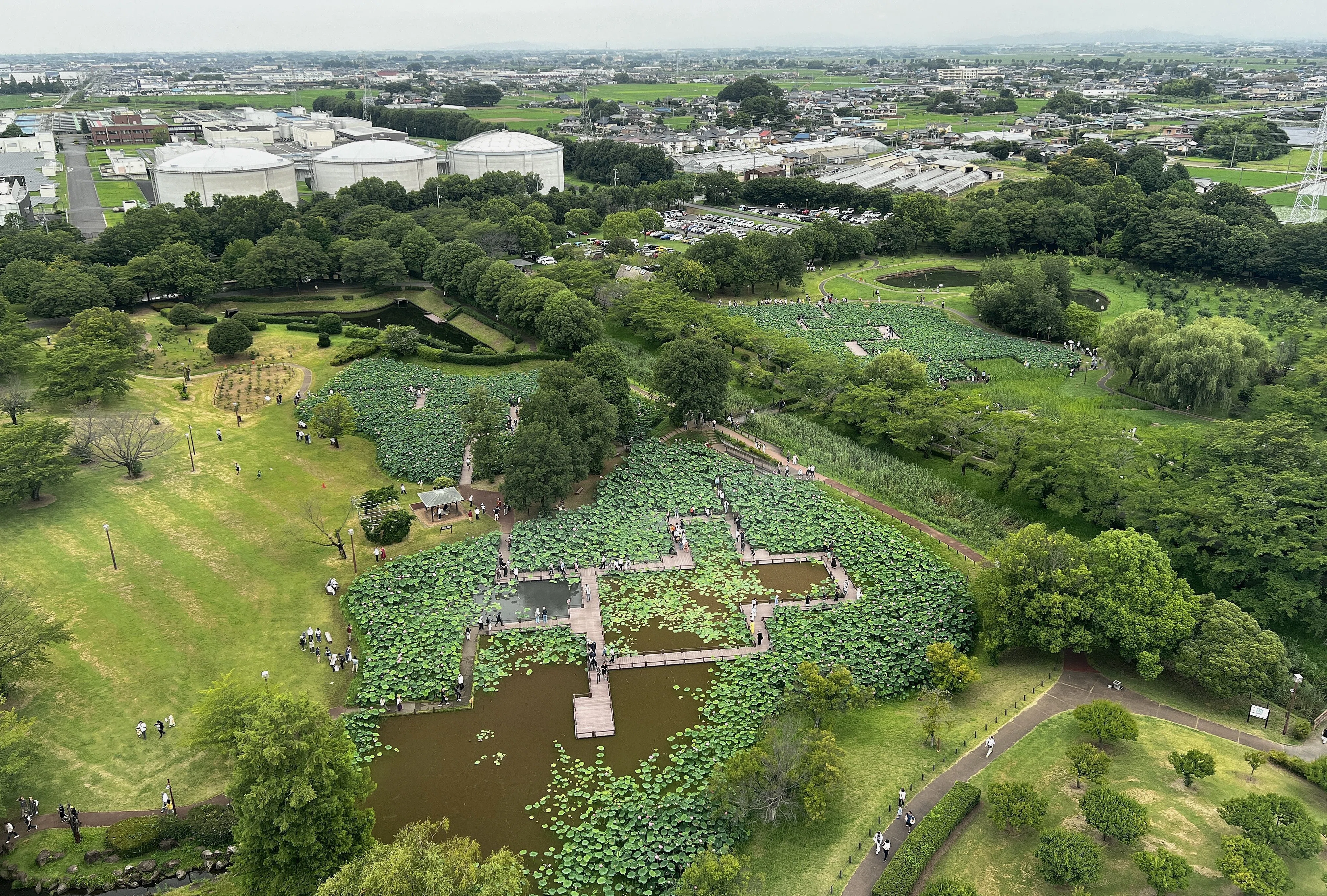 古代蓮の里」で凛と咲くハスと田んぼアートを観る｜梅雨の合間に埼玉県