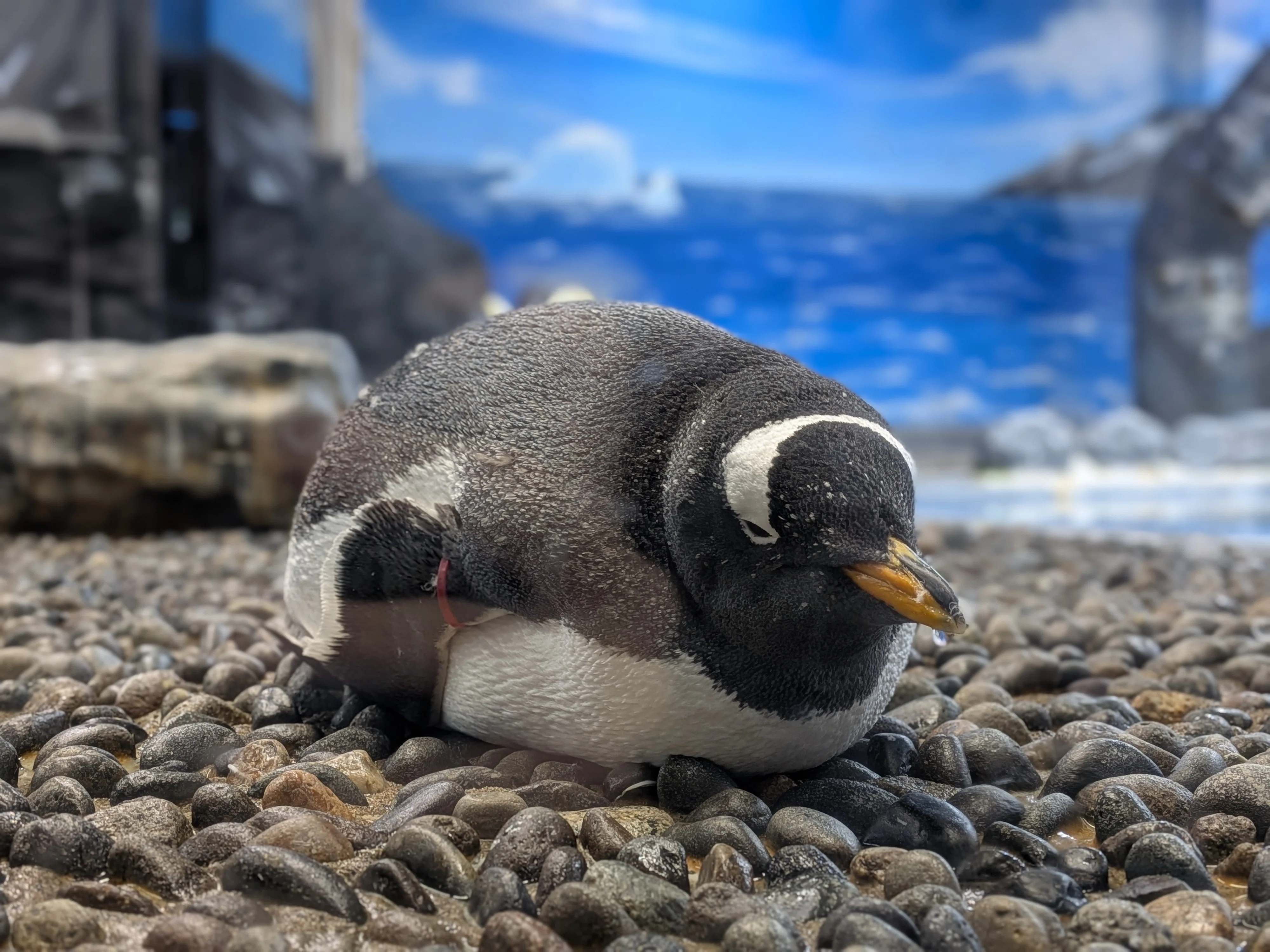 ナイター営業】夜のペンギンたちに会いに行こう｜越前松島水族館｜Yuka