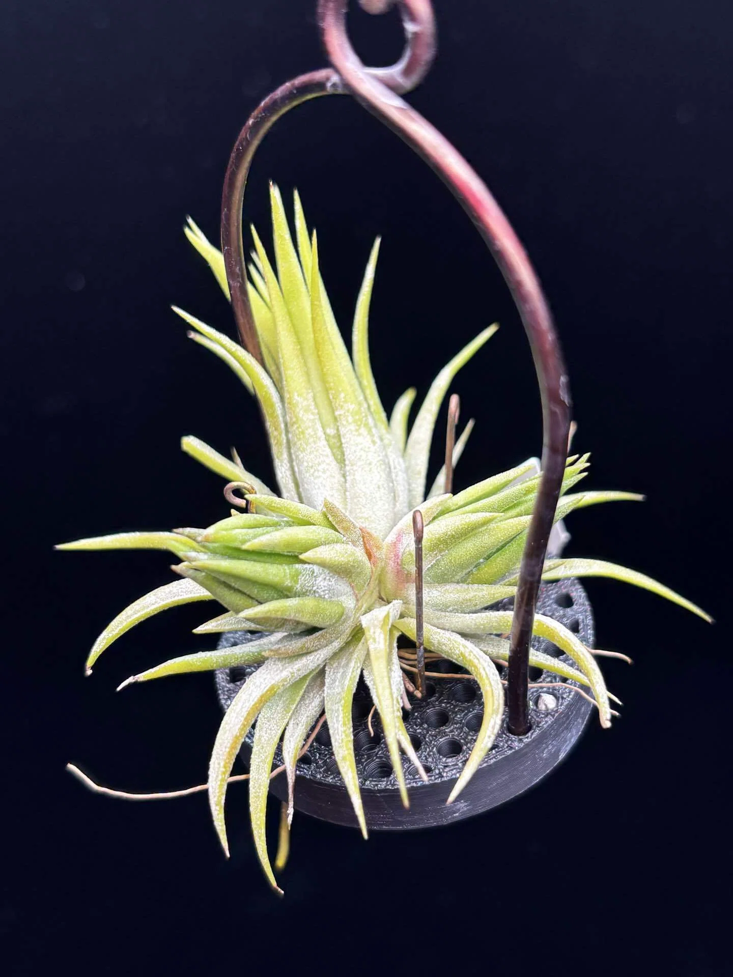 Apretado RFI x Ionantha Peanut TI 速達 ionantha'Apretado RFI' from YCB nursery｜sioncolorwheel