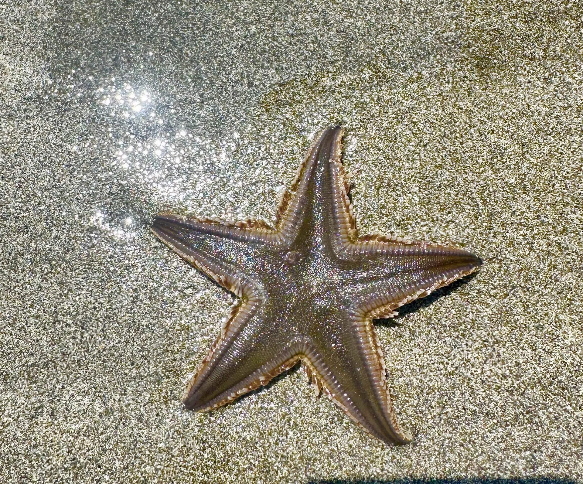 22 Starfish（ヒトデ）— 海にも、星がある。｜Lemurian Mermaid