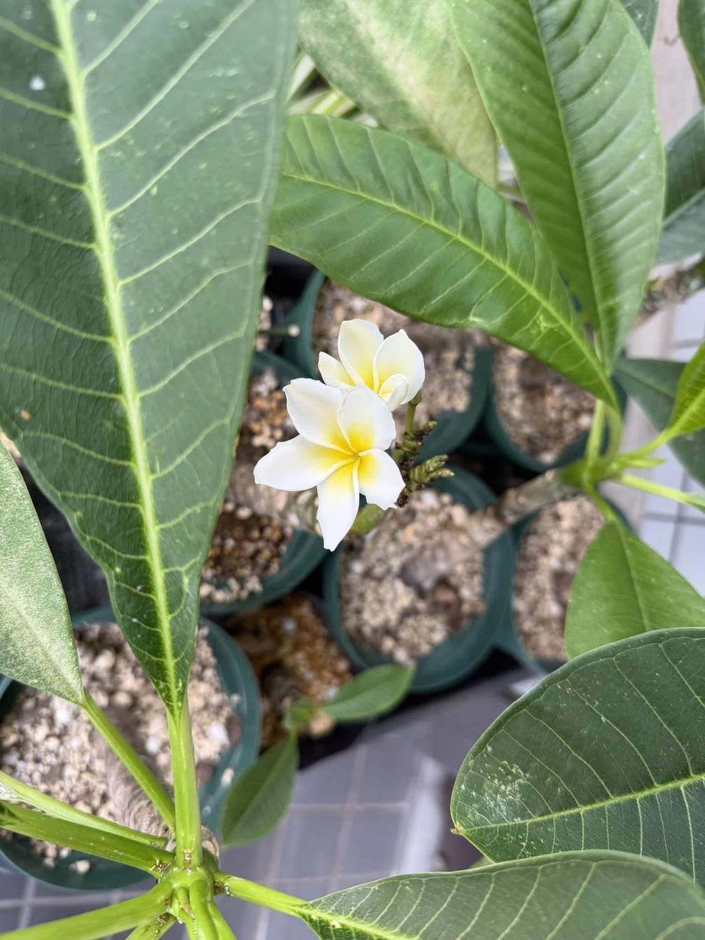 プルメリアの花が咲く｜Hirokazu Nishi