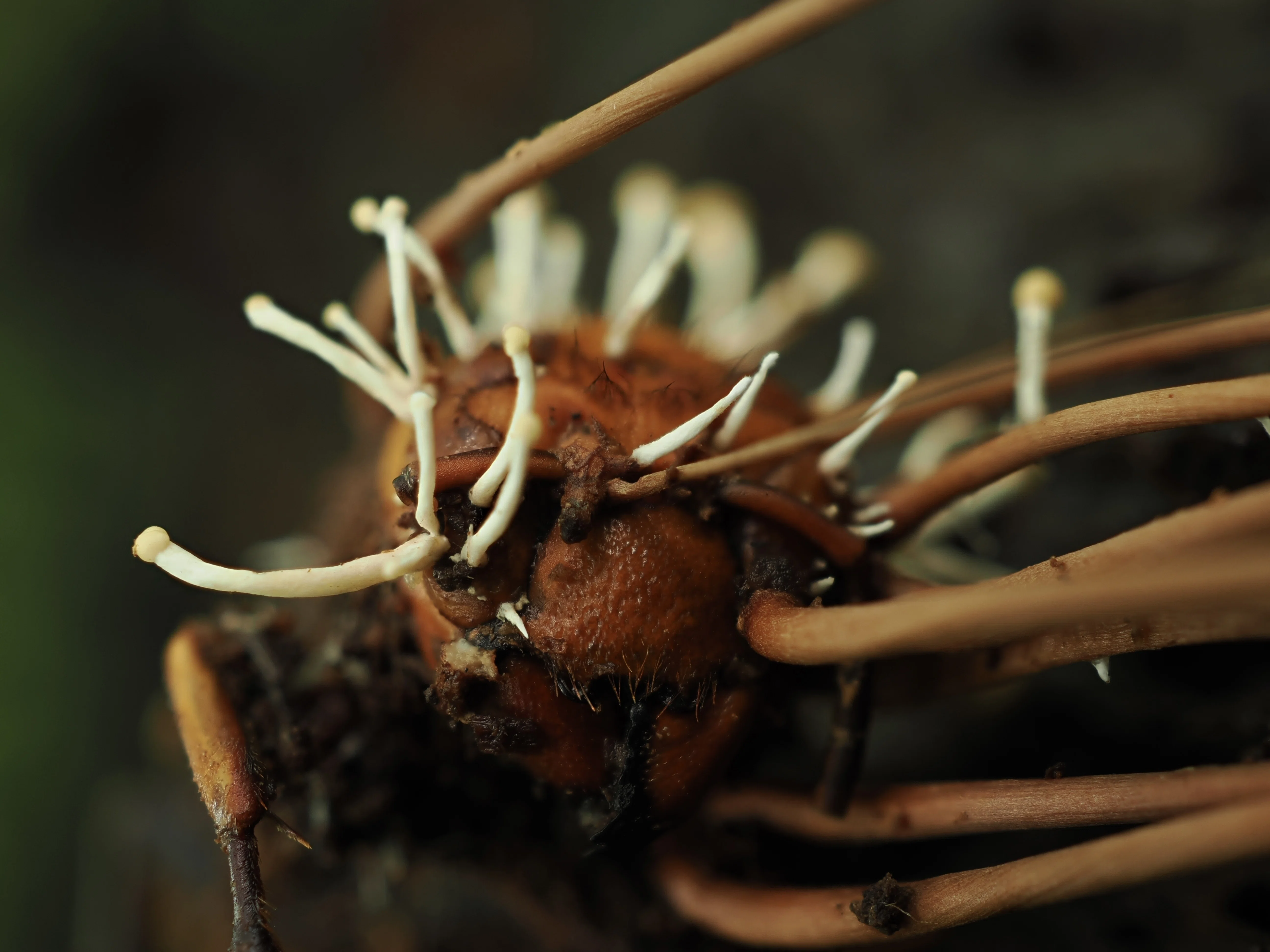 ちょっとレアかも？冬虫夏草 【奥入瀬 26/7/27】｜奥入瀬日和@星野リゾート