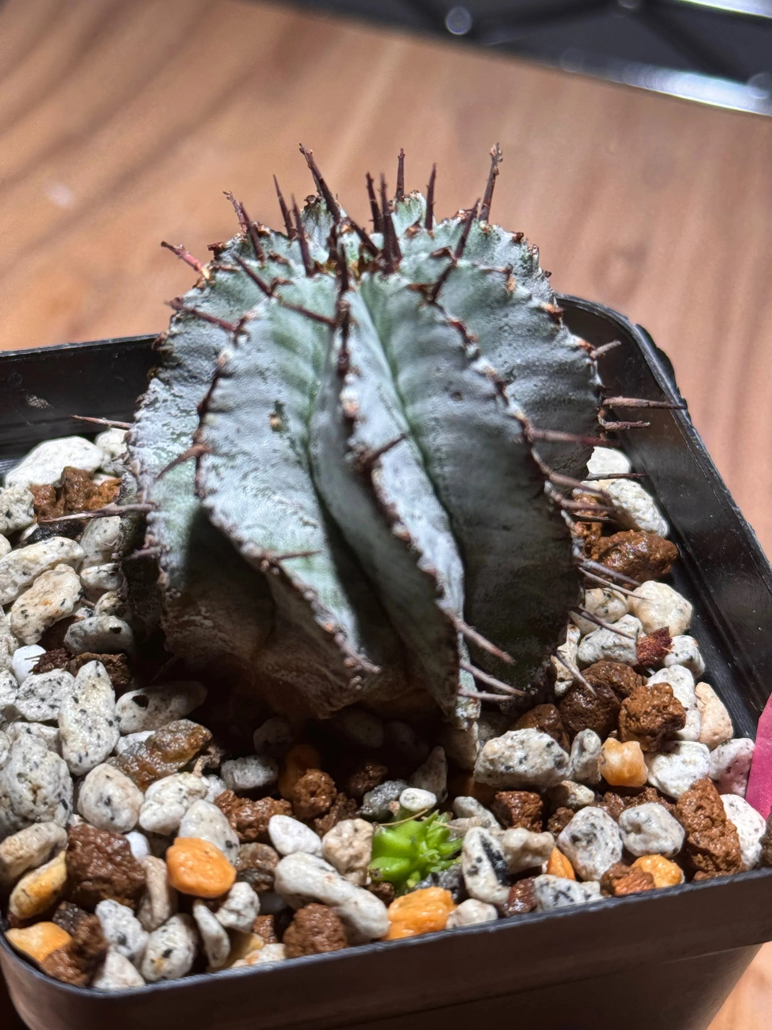 No.28 我が家の植物紹介「ユーフォルビア・ホリダ」｜マキ爬虫類飼育部屋