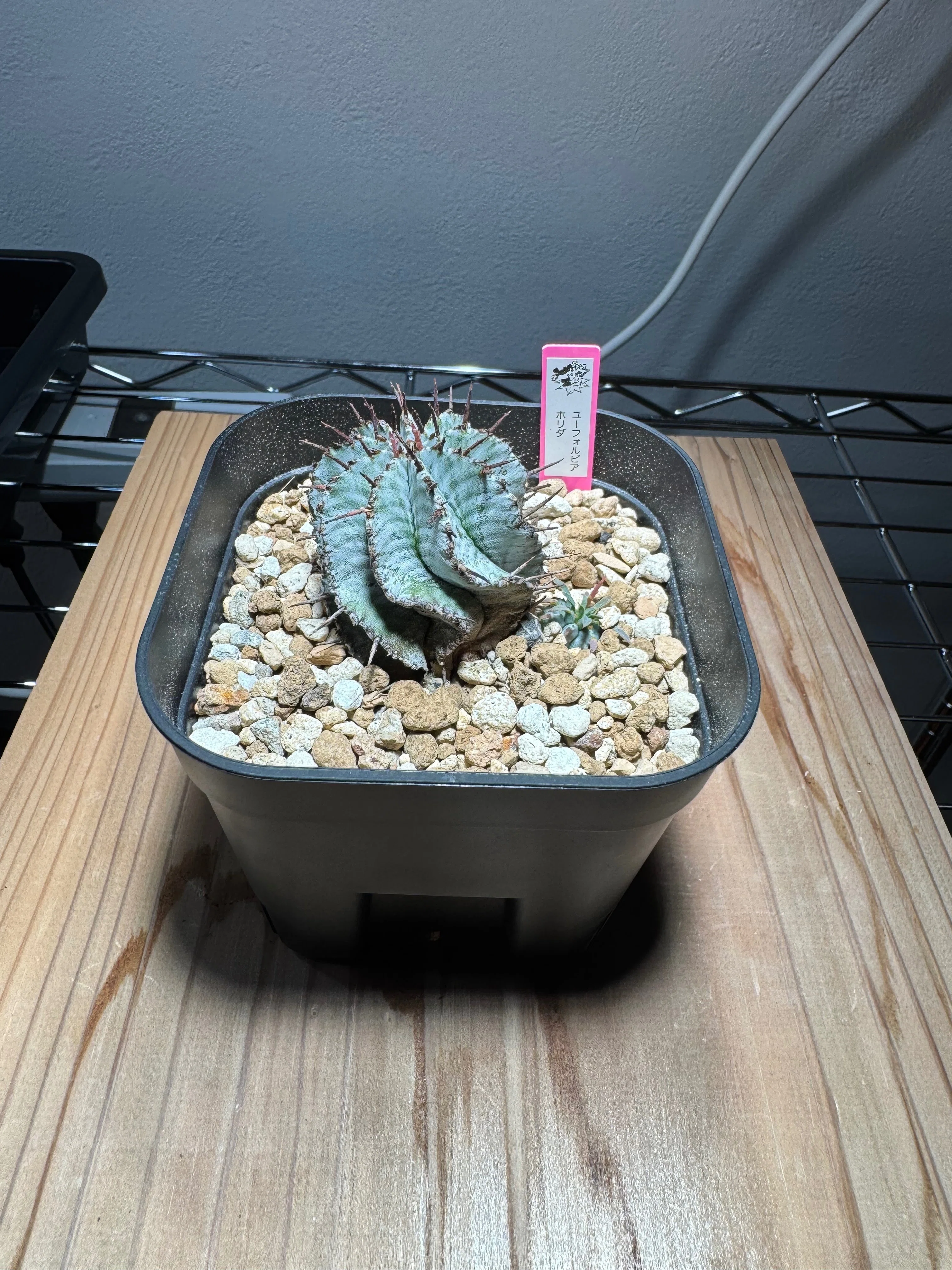 No.28 我が家の植物紹介「ユーフォルビア・ホリダ」｜マキ爬虫類飼育部屋
