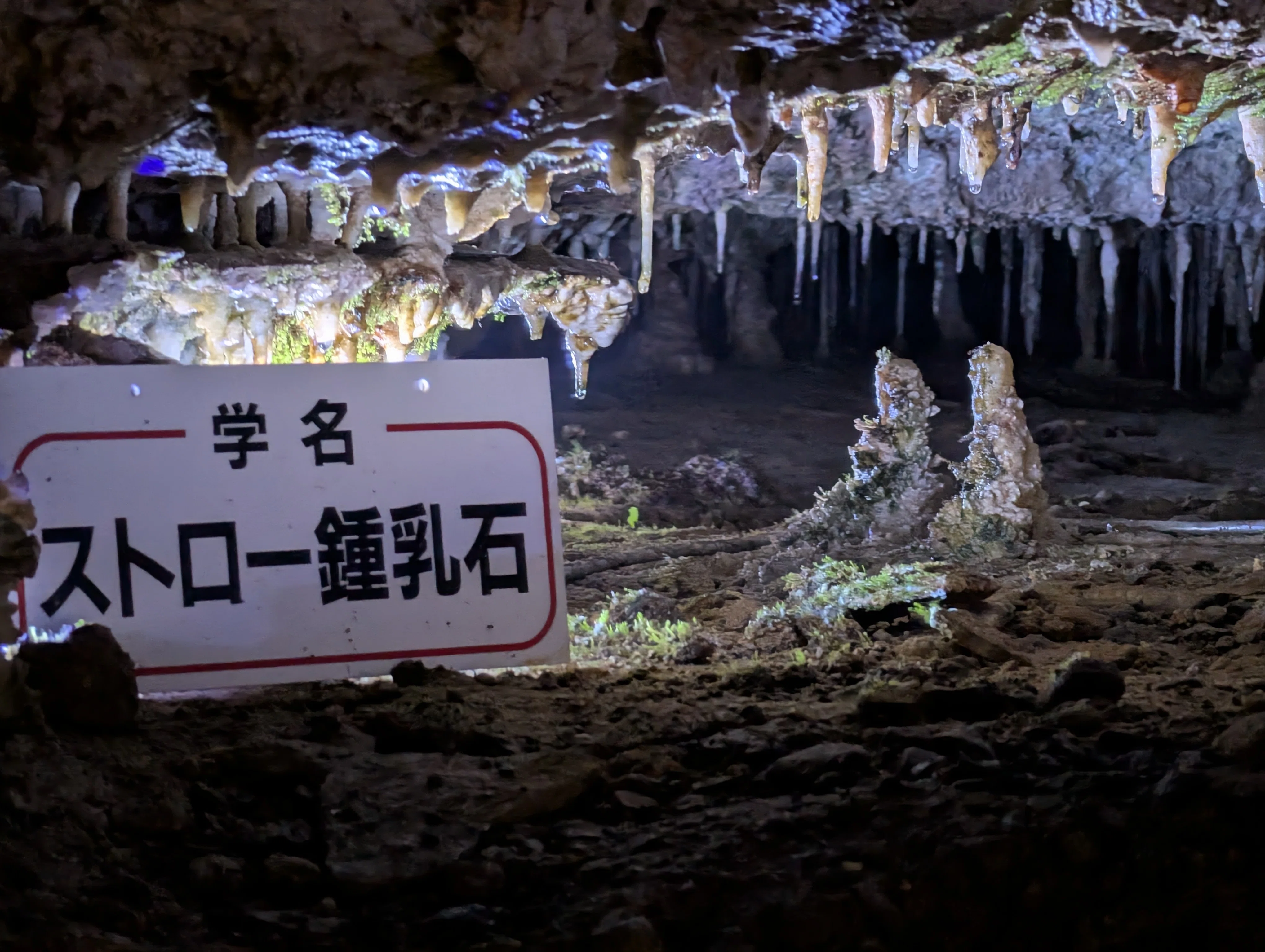 コメント