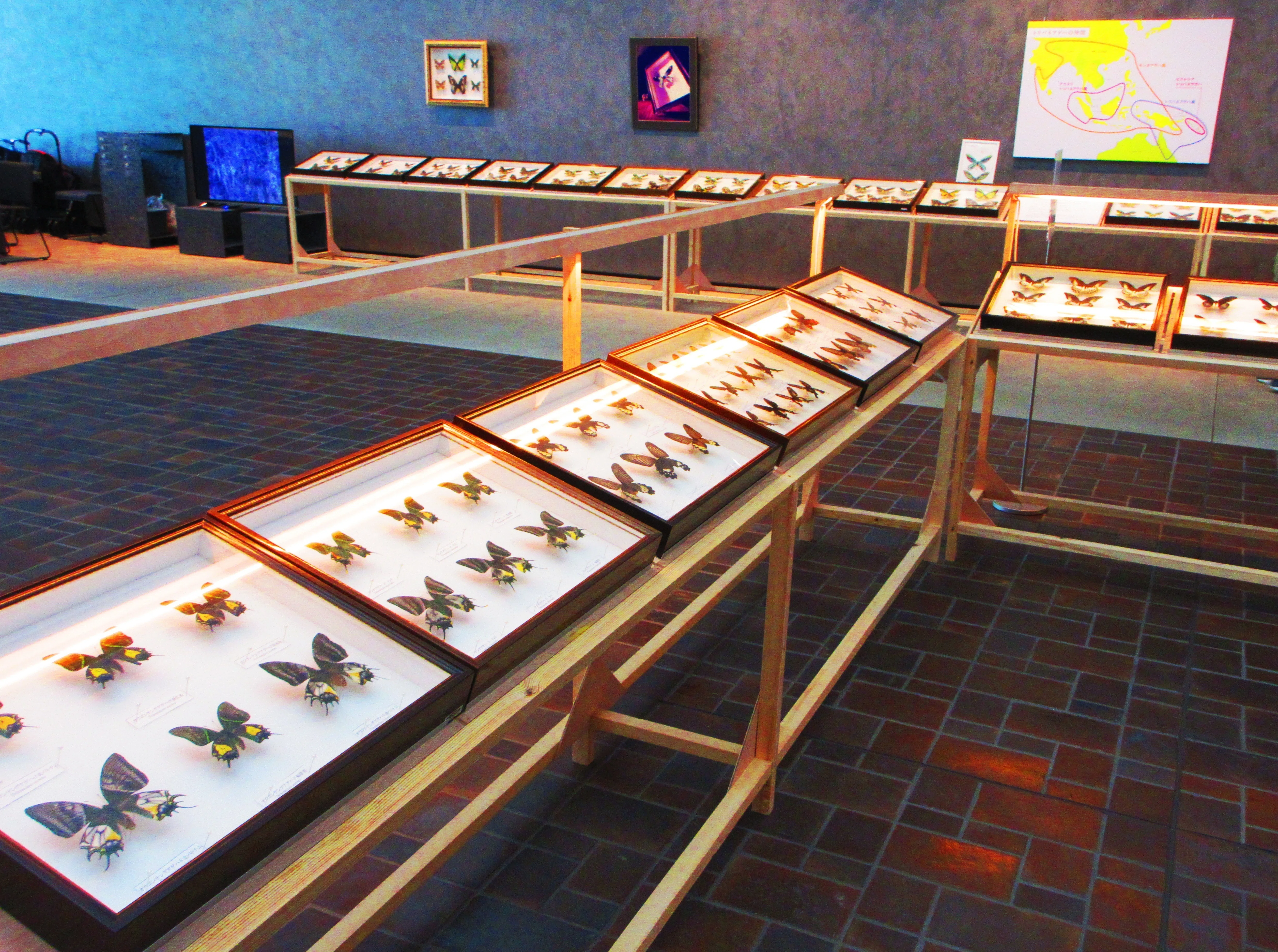 工芸作品・蝶 草花 飼育天然記念物採集地 信州/博物館・教材 工芸作品