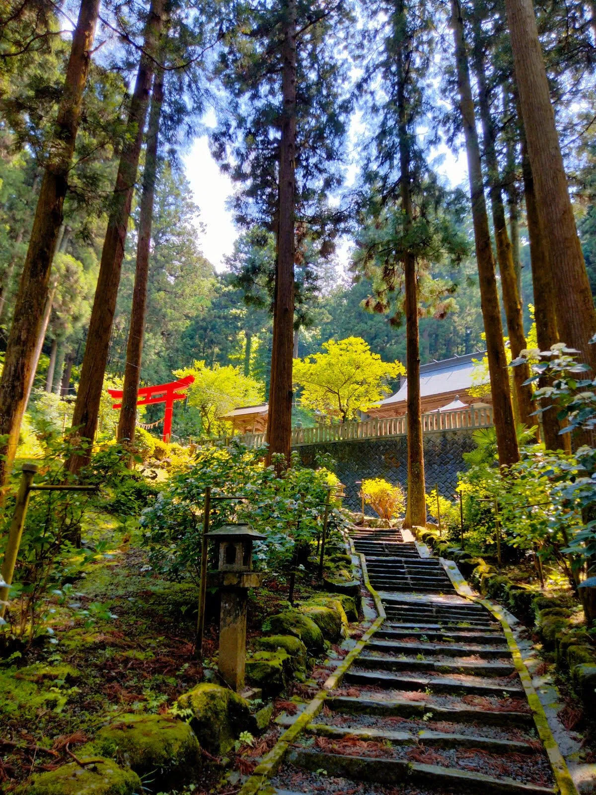 杉木立と石段に囲まれた龍口神社の参道