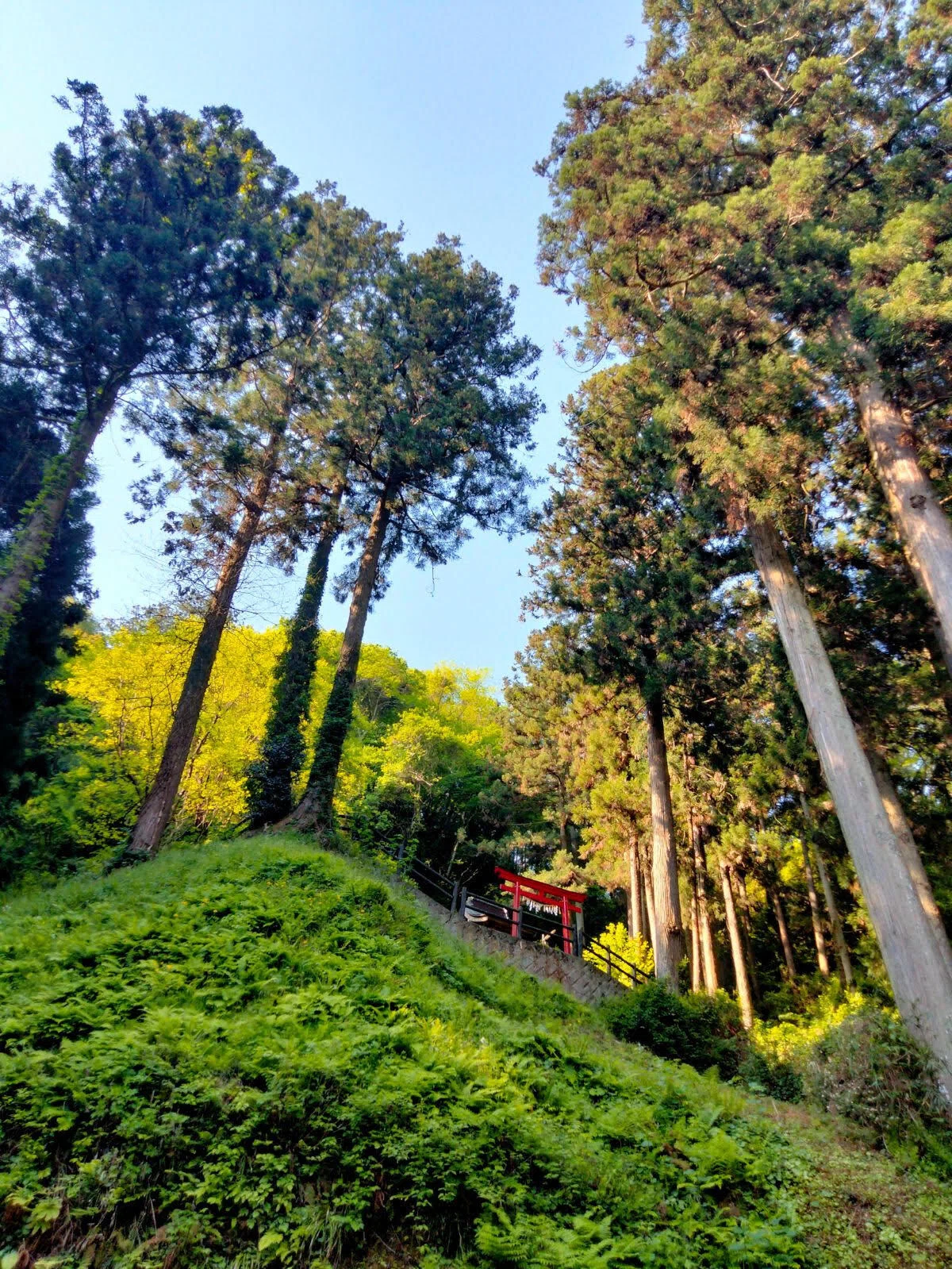 奥の院へ向かう山中の木々と朱色の鳥居