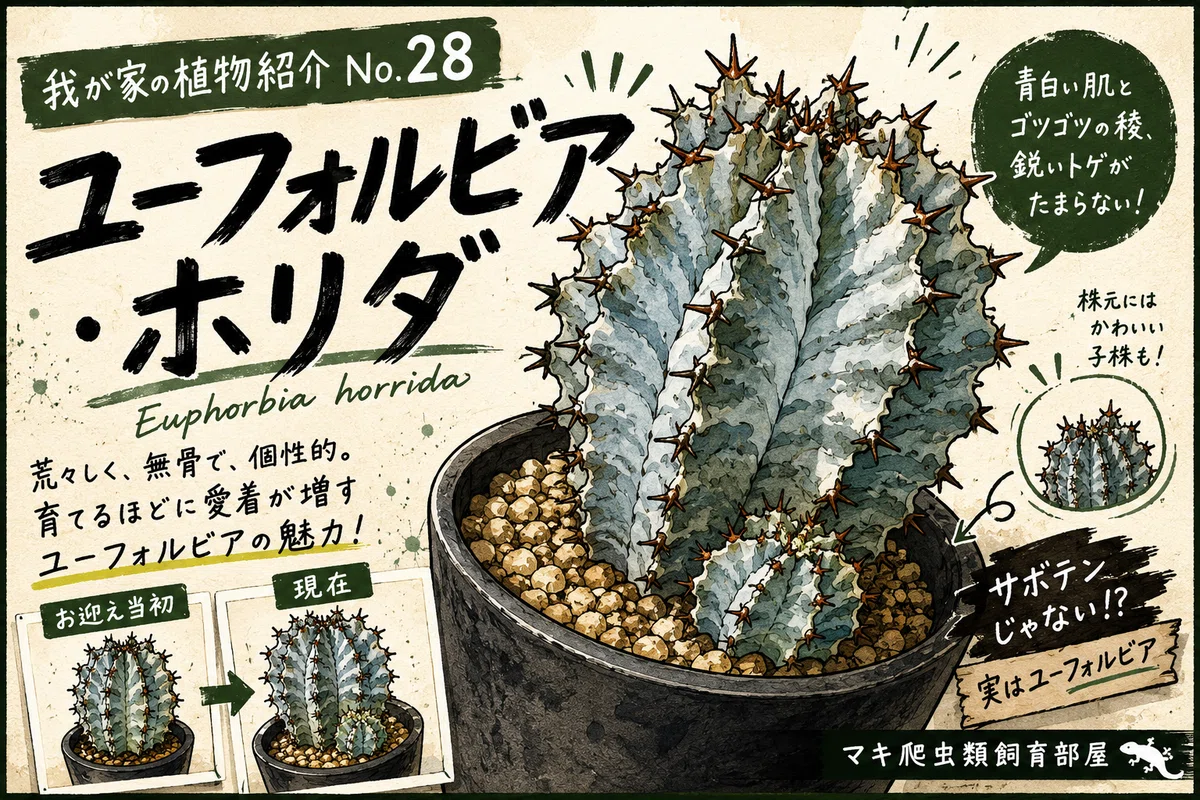 No.28 我が家の植物紹介「ユーフォルビア・ホリダ」｜マキ爬虫類飼育部屋