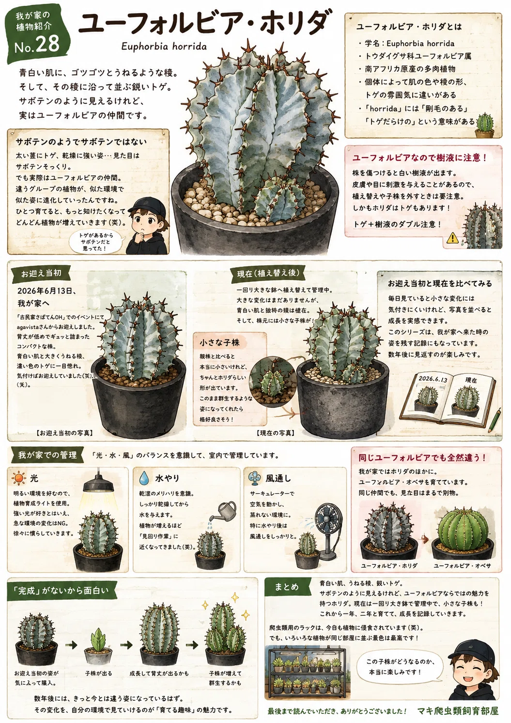 No.28 我が家の植物紹介「ユーフォルビア・ホリダ」｜マキ爬虫類飼育部屋
