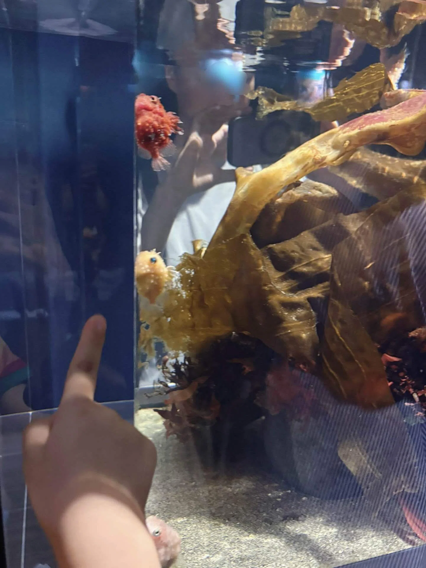 Aquamarine Fukushima with Kids | Exhibits and Experiences from a 6
