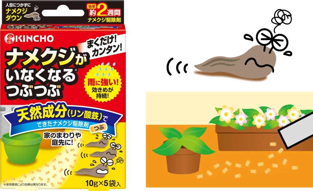 ナツメ、カツラ末剥がし ナメクジ ～殻を捨てたカタツムリの、生態と対策について｜KINCHO公式