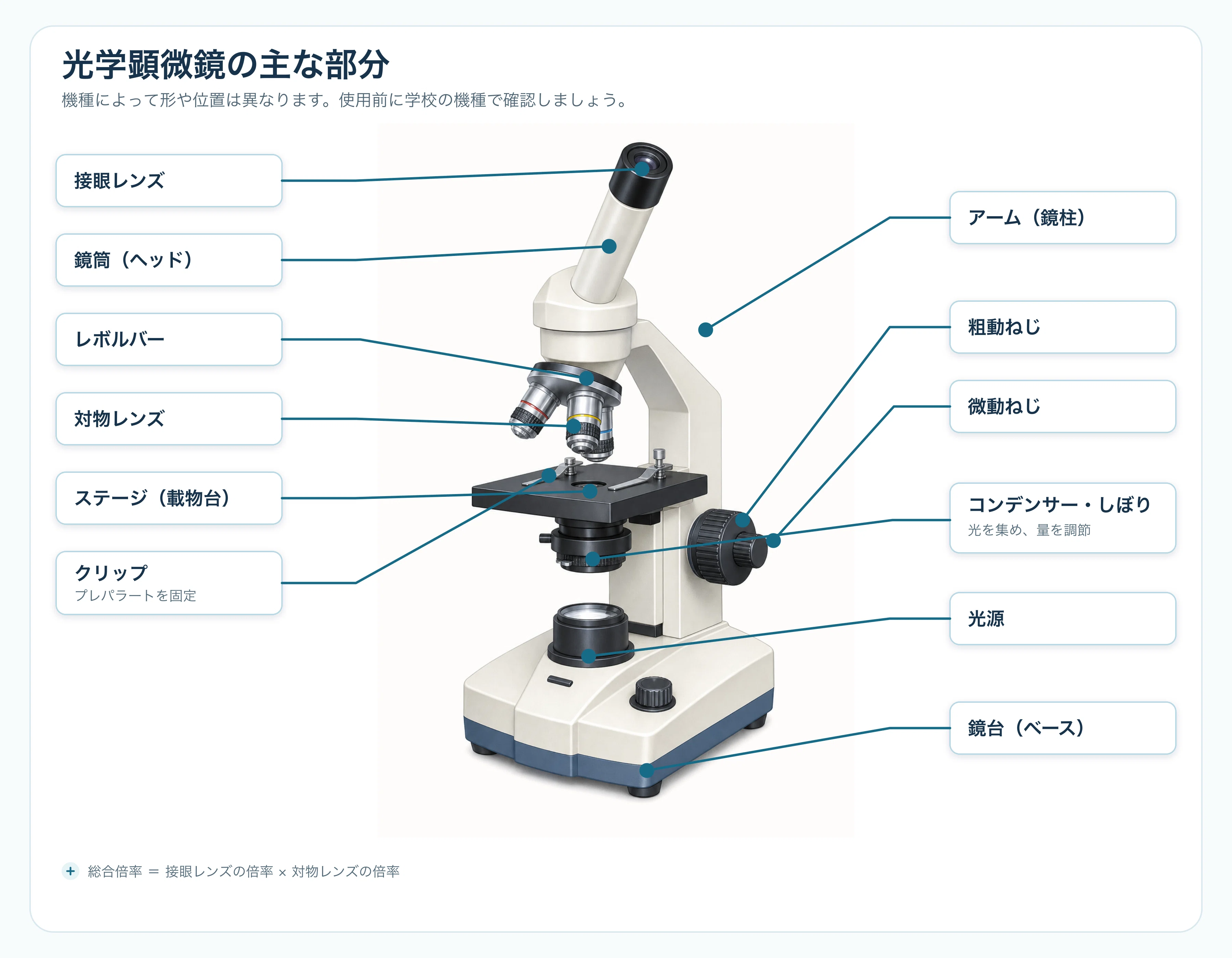 生物基礎】光学顕微鏡の使い方【授業図鑑】｜YUM（ユム）