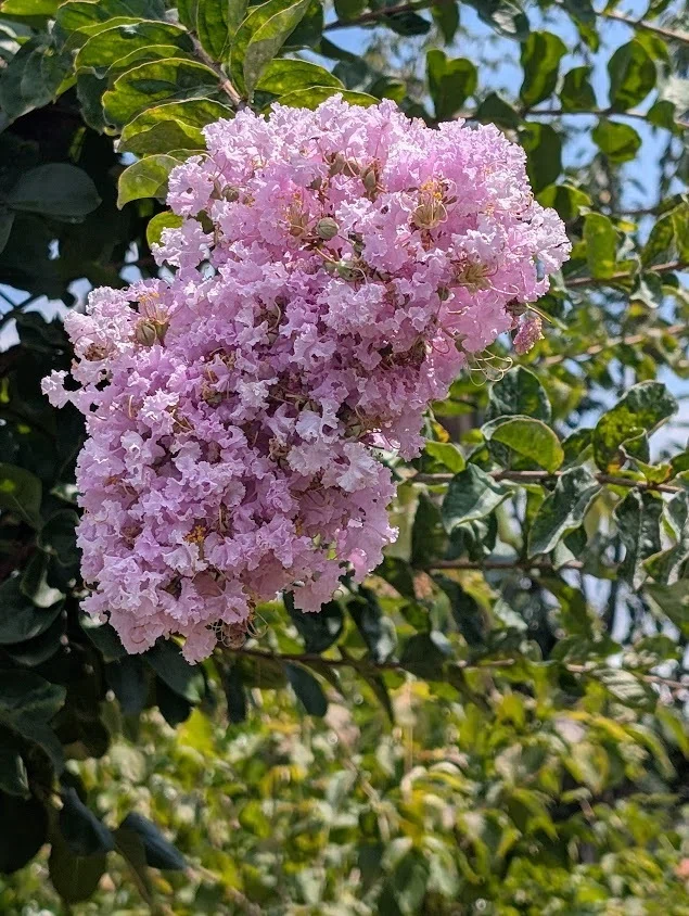 植物雑考】サルスベリの独白― きり落とされた場所から、また咲く｜東平