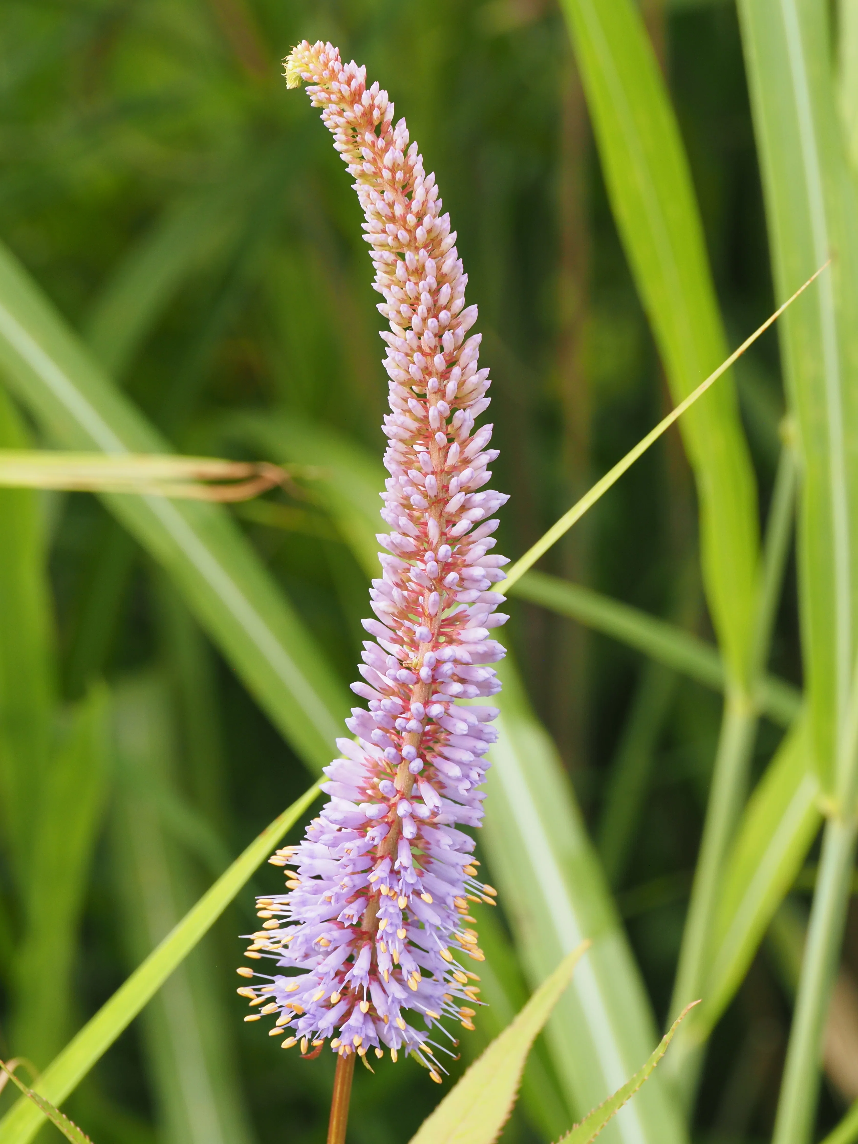 コラム54．八島湿原の7月下旬の植物｜sasayan