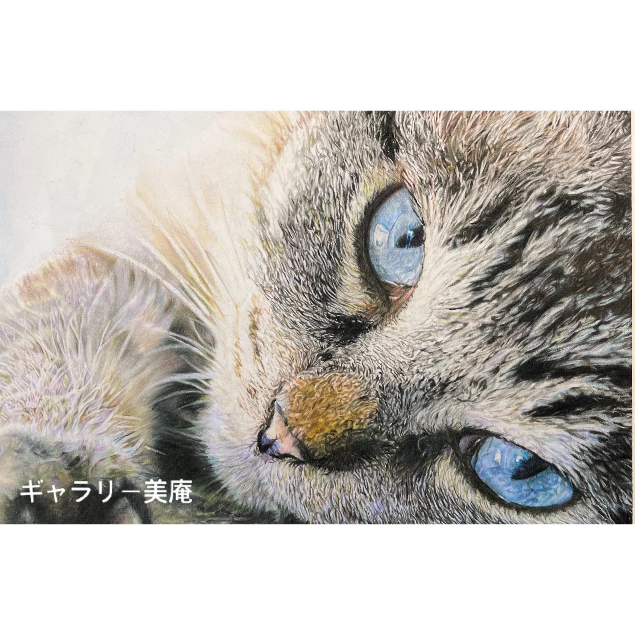 ねこページ 今週は、新たなねこ🐈！｜Gallery美庵（びあん）