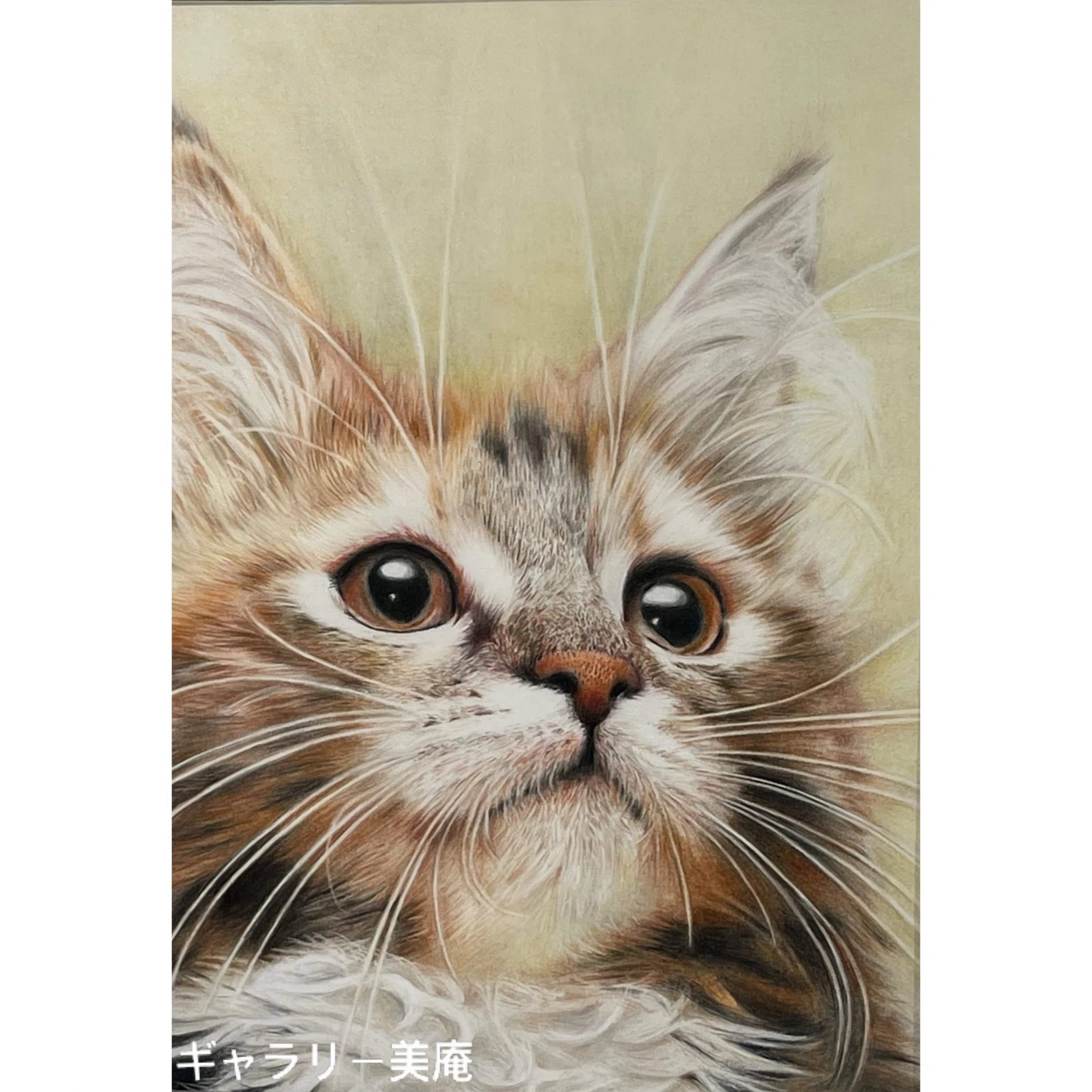 ねこページ 今週は、新たなねこ🐈！｜Gallery美庵（びあん）