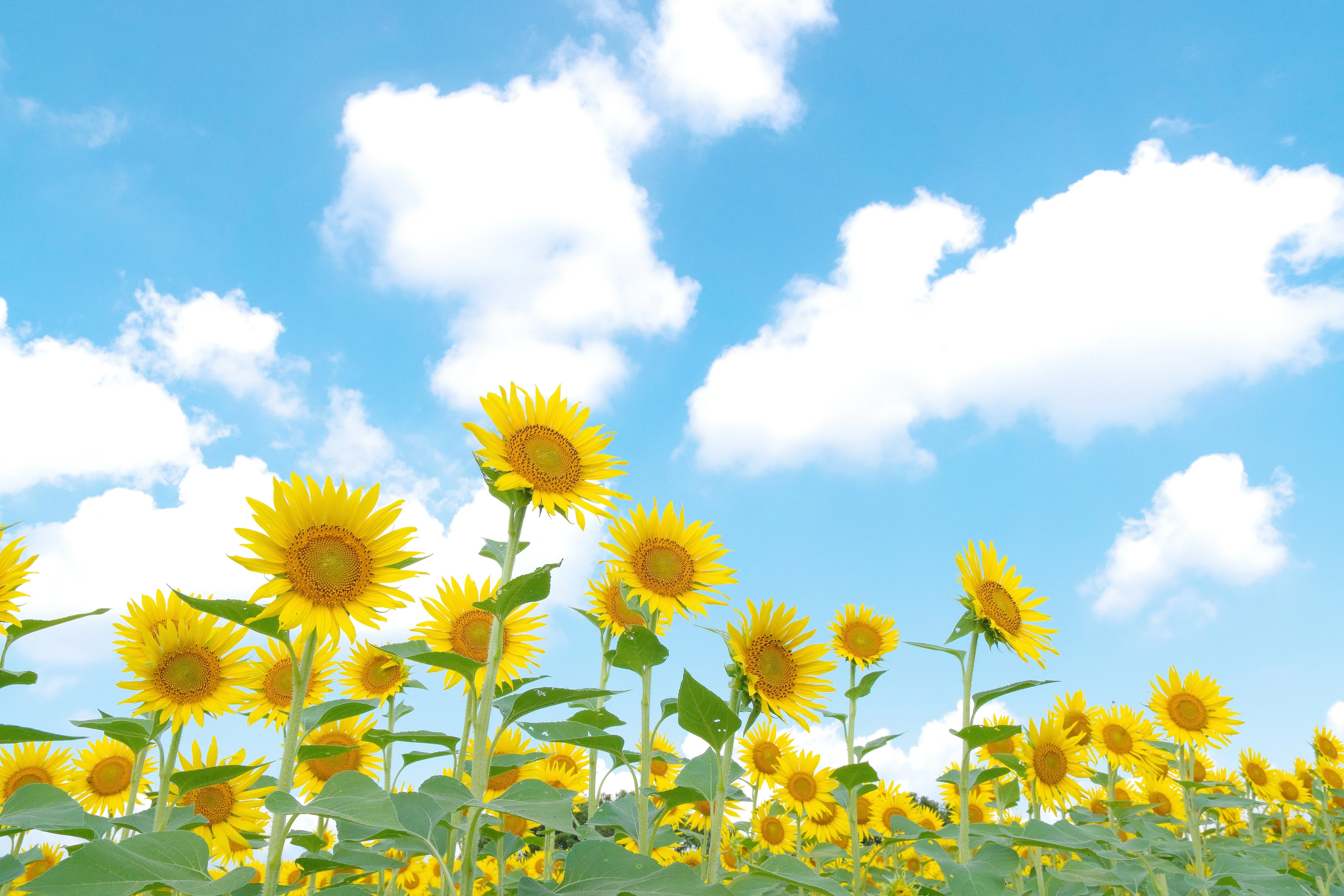 ひまわりを撮りに行きたいけど、行けないかもしれない。｜VINCENT2GB