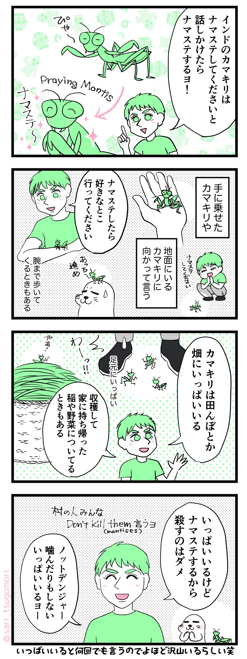 マンガの画像。以下内容テキスト
1:ナマステするカマキリ
ラフル「インドのカマキリはナマステしてくださいと話しかけたらナマステするヨ!」
2:ナマステしてくださいと頼むとナマステするらしい
手に乗せたカマキリや、地面にいるカマキリに向かって言う。
腕に乗せてるカマキリに向かって話すラフル「ナマステしたら好きなとこ行ってください」
腕の上まで歩いてくるときもある。
3:いっぱいいる
ラフル「カマキリは田んぼとか畑にいっぱいいる。収穫して家に持って帰った稲や野菜についてたりする事もある」
足元にいっぱいいる。
4:とにかくいっぱいいる
ラフル「いっぱいいるけどナマステするから殺すのはダメ。村の人はDon't kill them(彼らを殺さないで)と言うヨ。危なくない。噛んだりもしない。いっぱいいるヨー」
いっぱいいると何回でも言うので余程たくさんいるらしい(笑)
