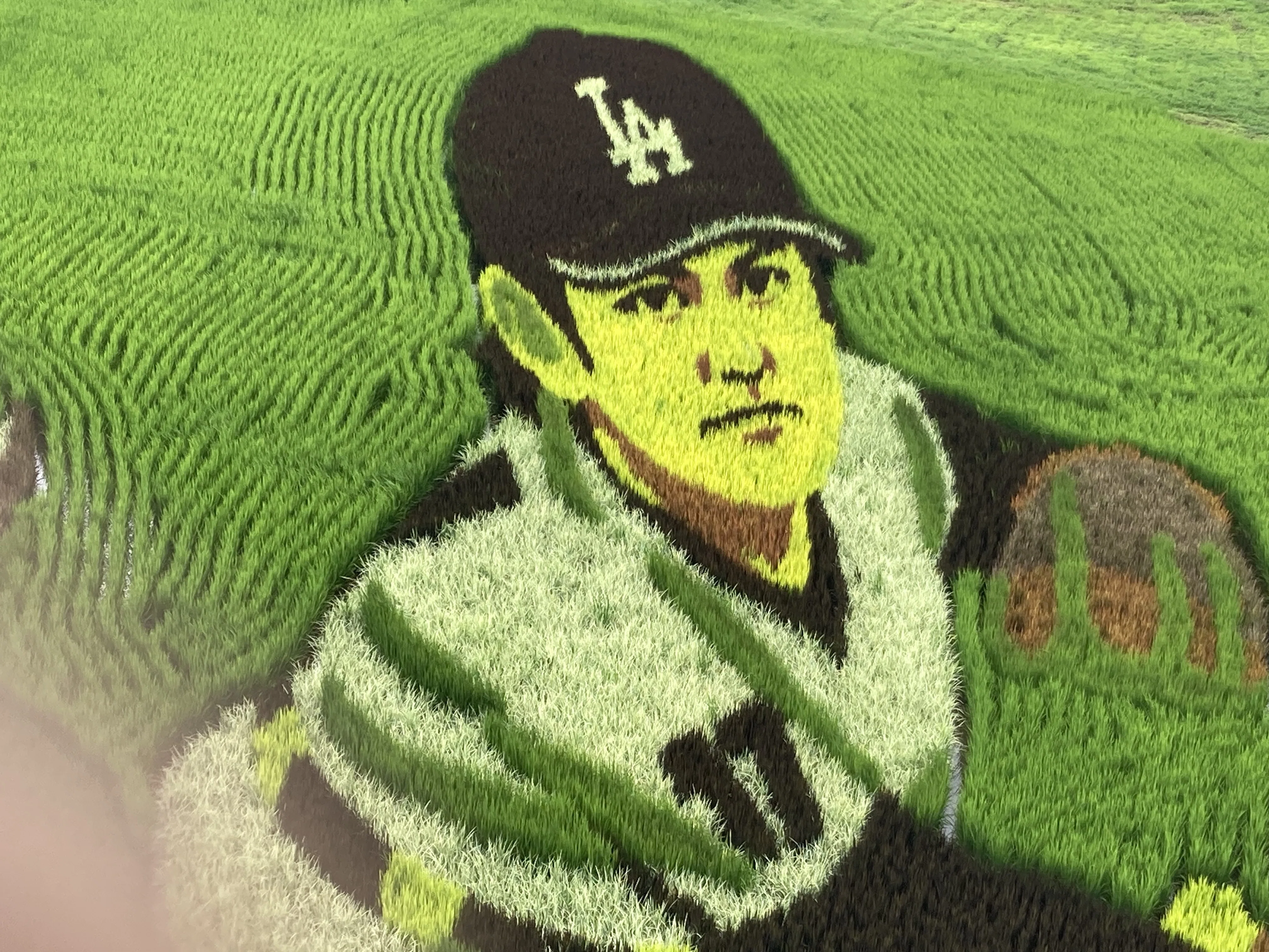 緑そよぐ大地のキャンパス【田んぼアート2026】｜オールドハリー・ロックス