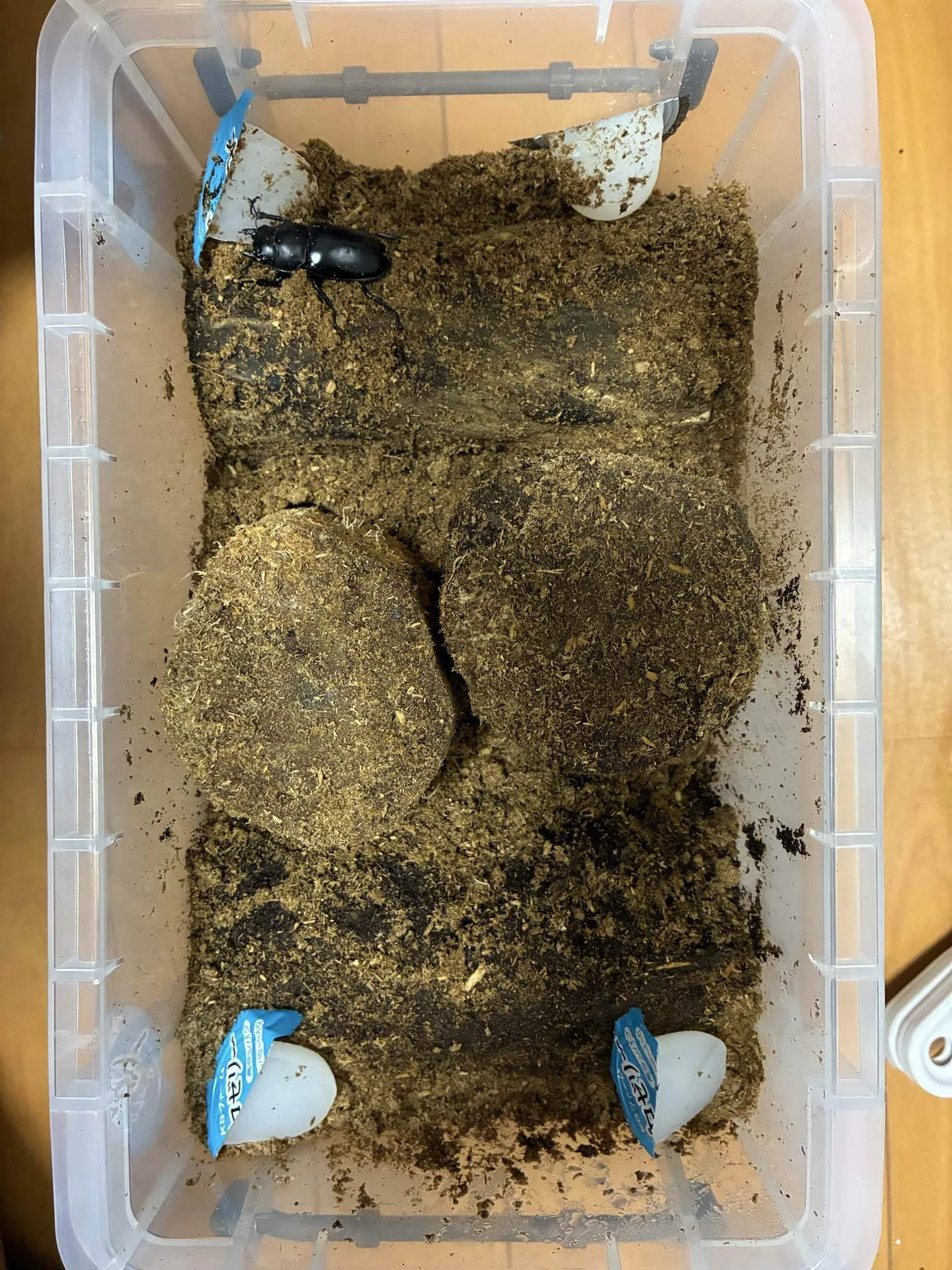 解説】WDウエストウッディ カズミアエの産卵方法｜Stag Beetle